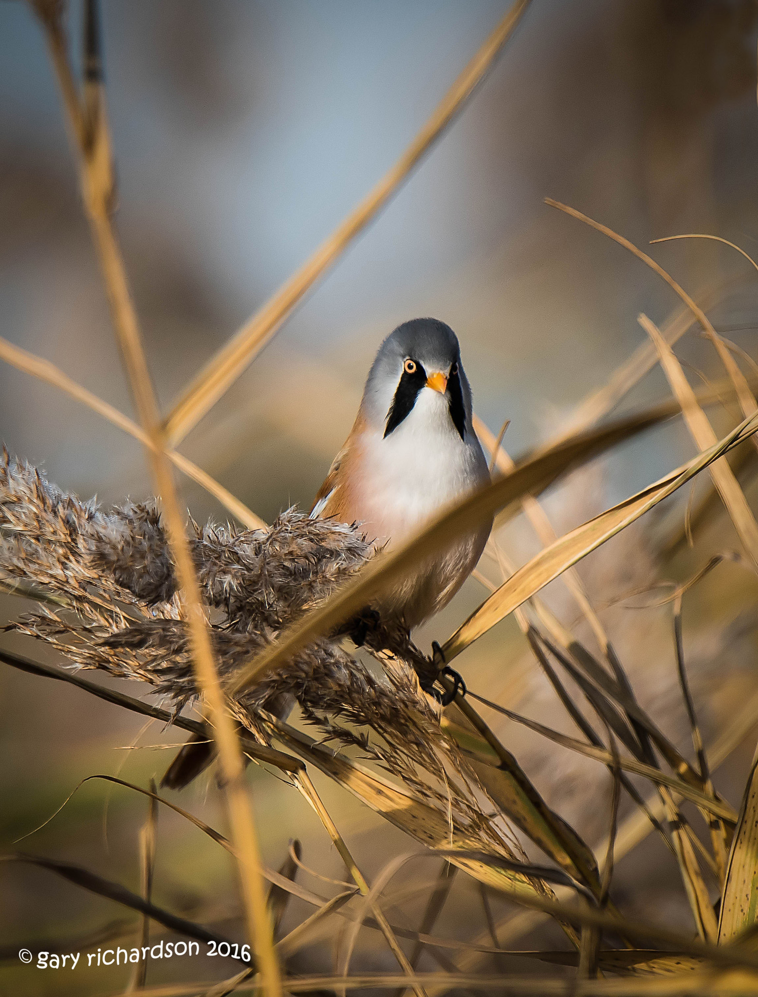 Nikon D810 sample photo. Bearded tit photography