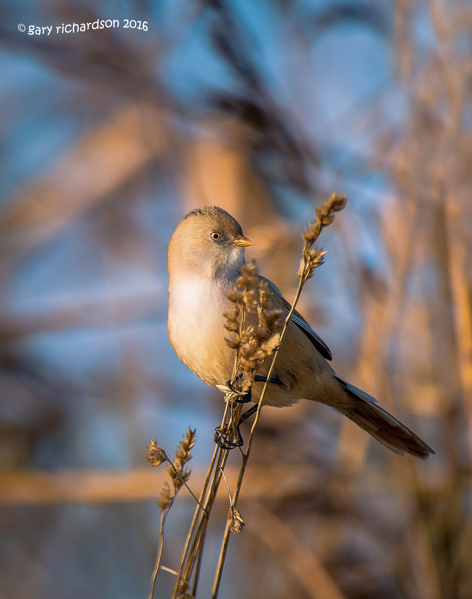 Nikon D810 sample photo. Bearded tit photography