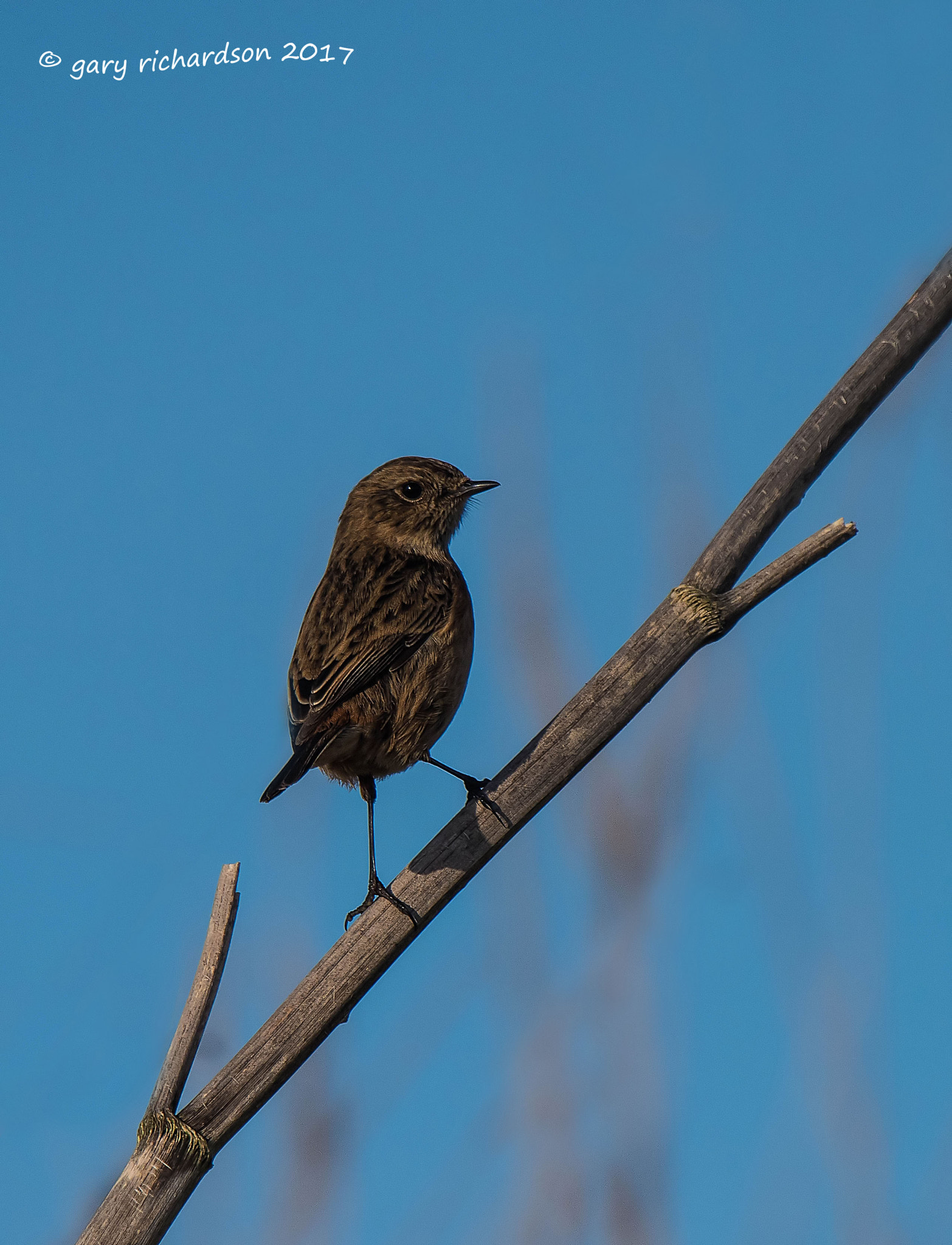 Nikon D810 + Nikon AF-S Nikkor 500mm F4G ED VR sample photo. Stonechat photography