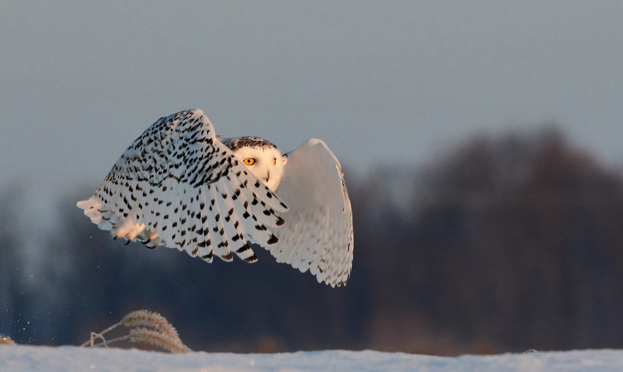 Nikon D500 sample photo. Snowy owl photography