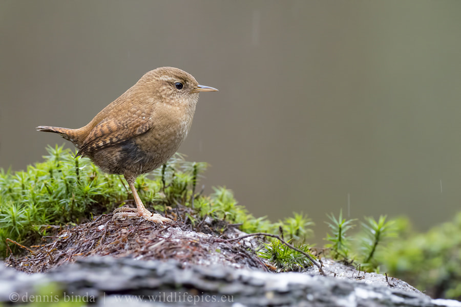 Olympus OM-D E-M1 Mark II + OLYMPUS M.300mm F4.0 sample photo. Wren in the rain photography