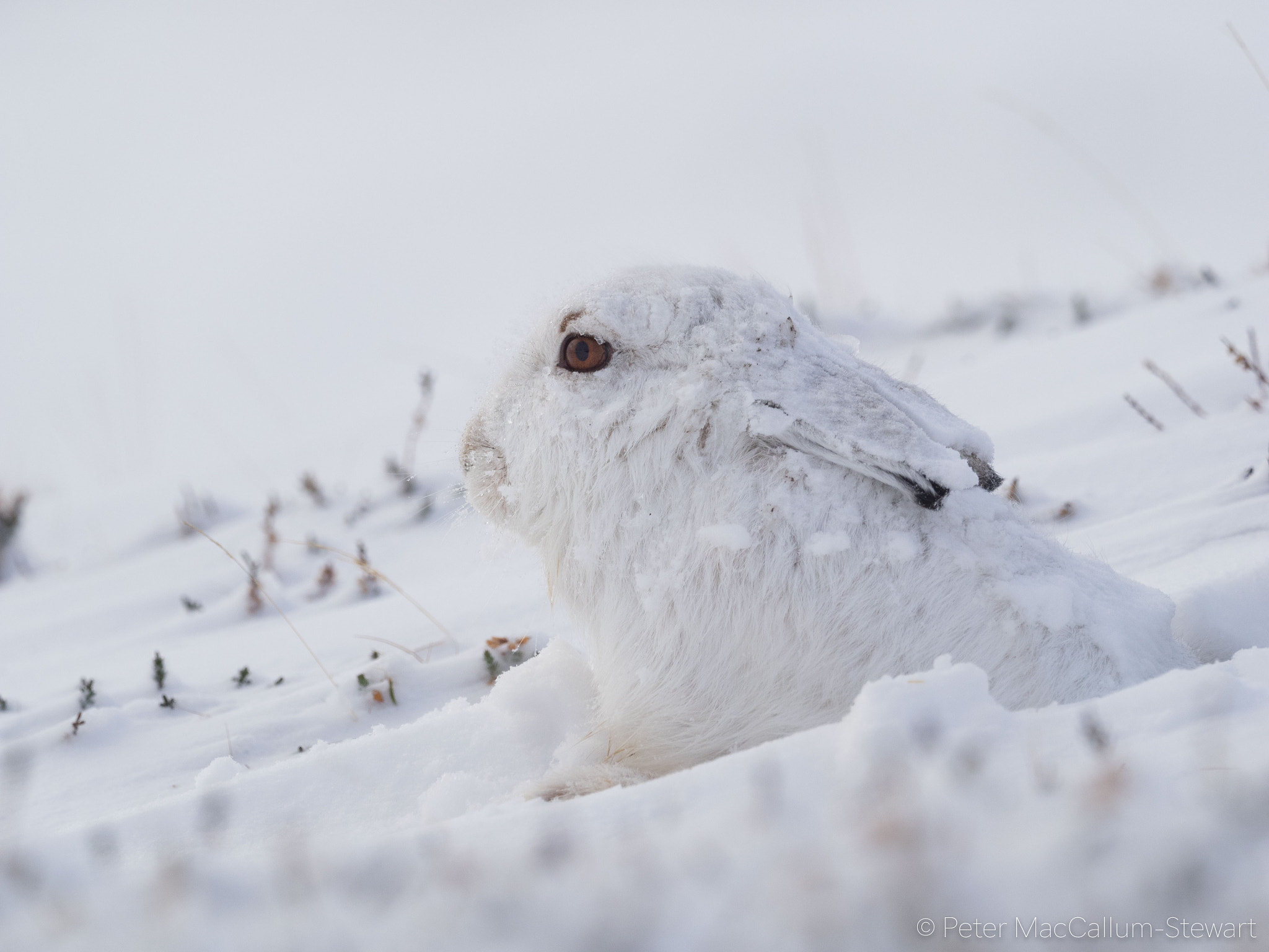 M.300mm F4.0 + MC-14 sample photo. Mountain hare. sithmor. cairngorms photography