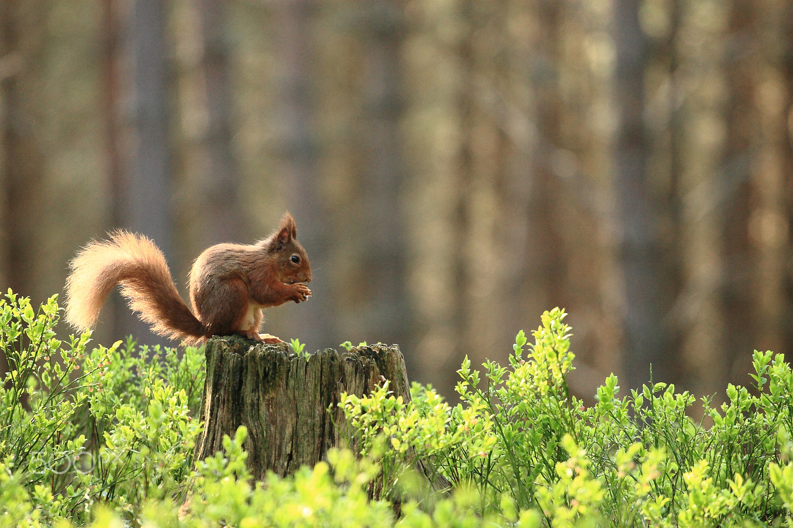 Canon EOS 30D + Canon EF 70-200mm F4L USM sample photo. A red in the woods photography