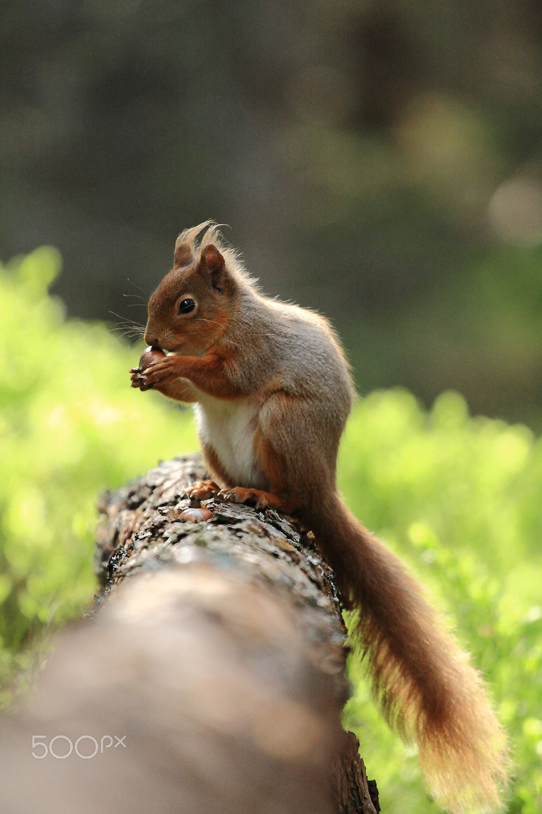 Canon EOS 30D + Canon EF 70-200mm F4L USM sample photo. A red eating photography