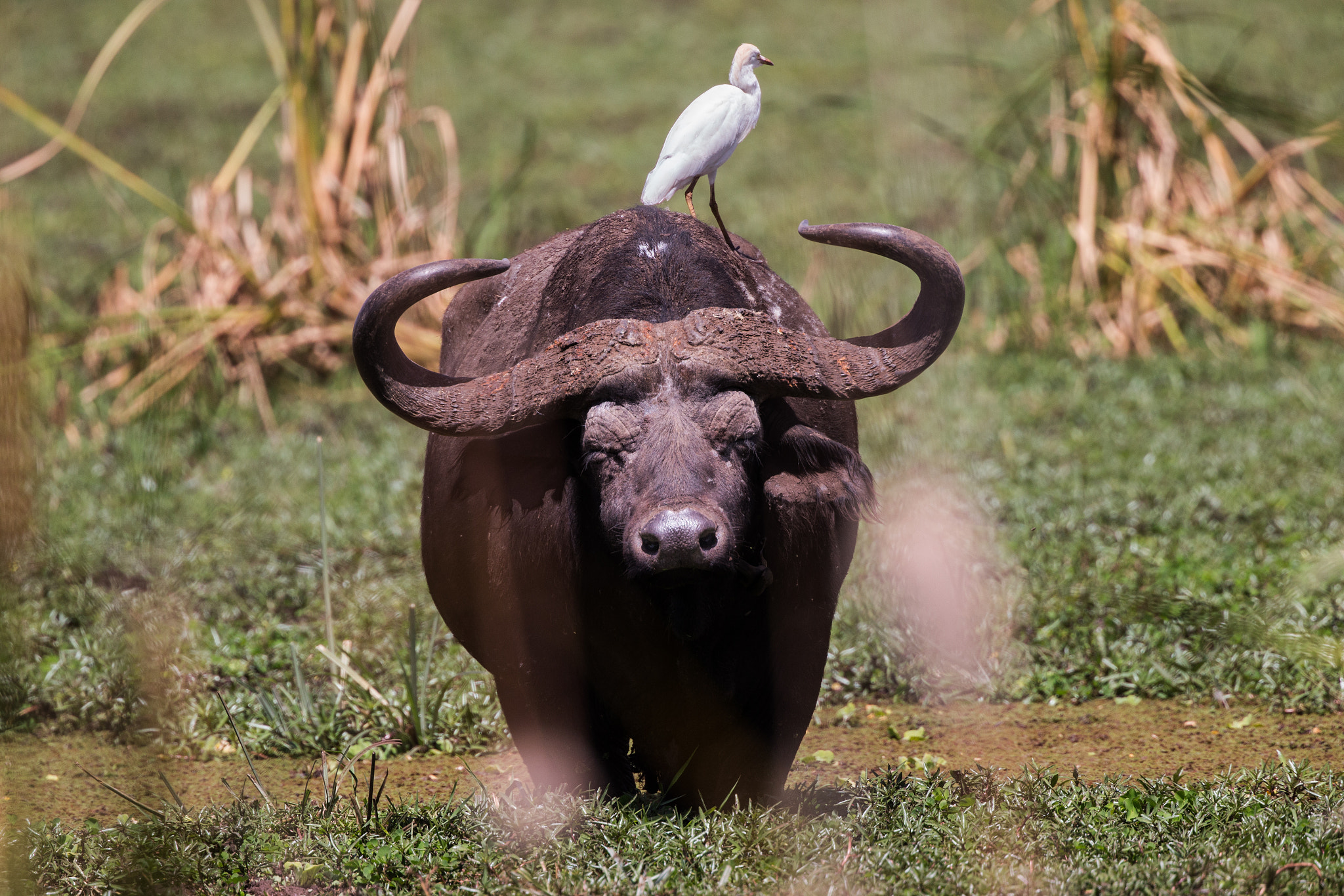 Canon EF 400mm F4 DO IS II USM sample photo. My tickling friend photography