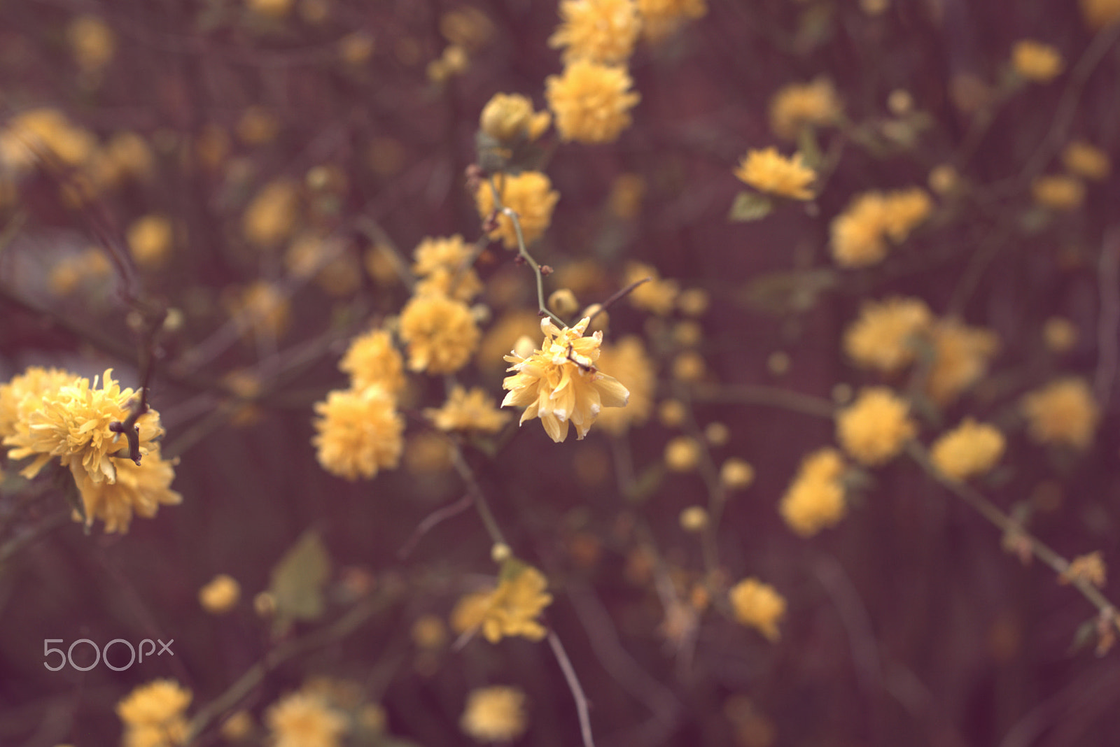 Nikon D5300 + Nikon AF-S Nikkor 50mm F1.4G sample photo. Yellow photography