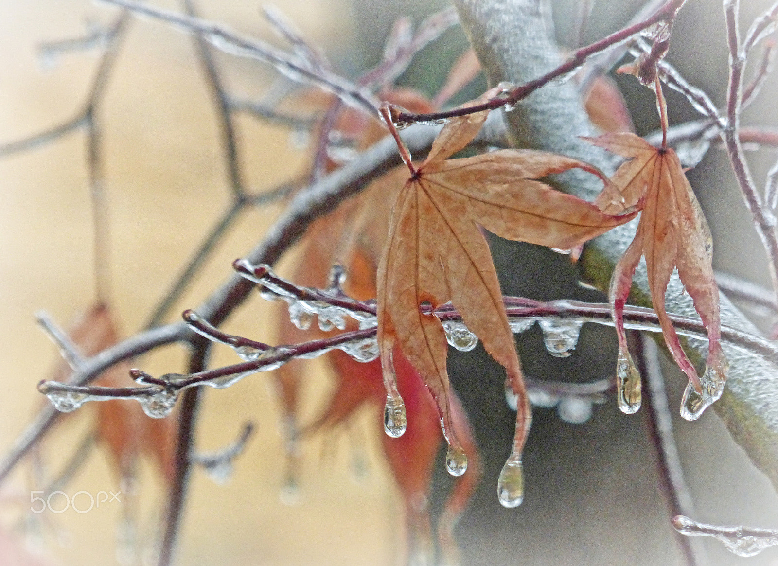 Panasonic Lumix DMC-ZS25 (Lumix DMC-TZ35) sample photo. An icy morning photography