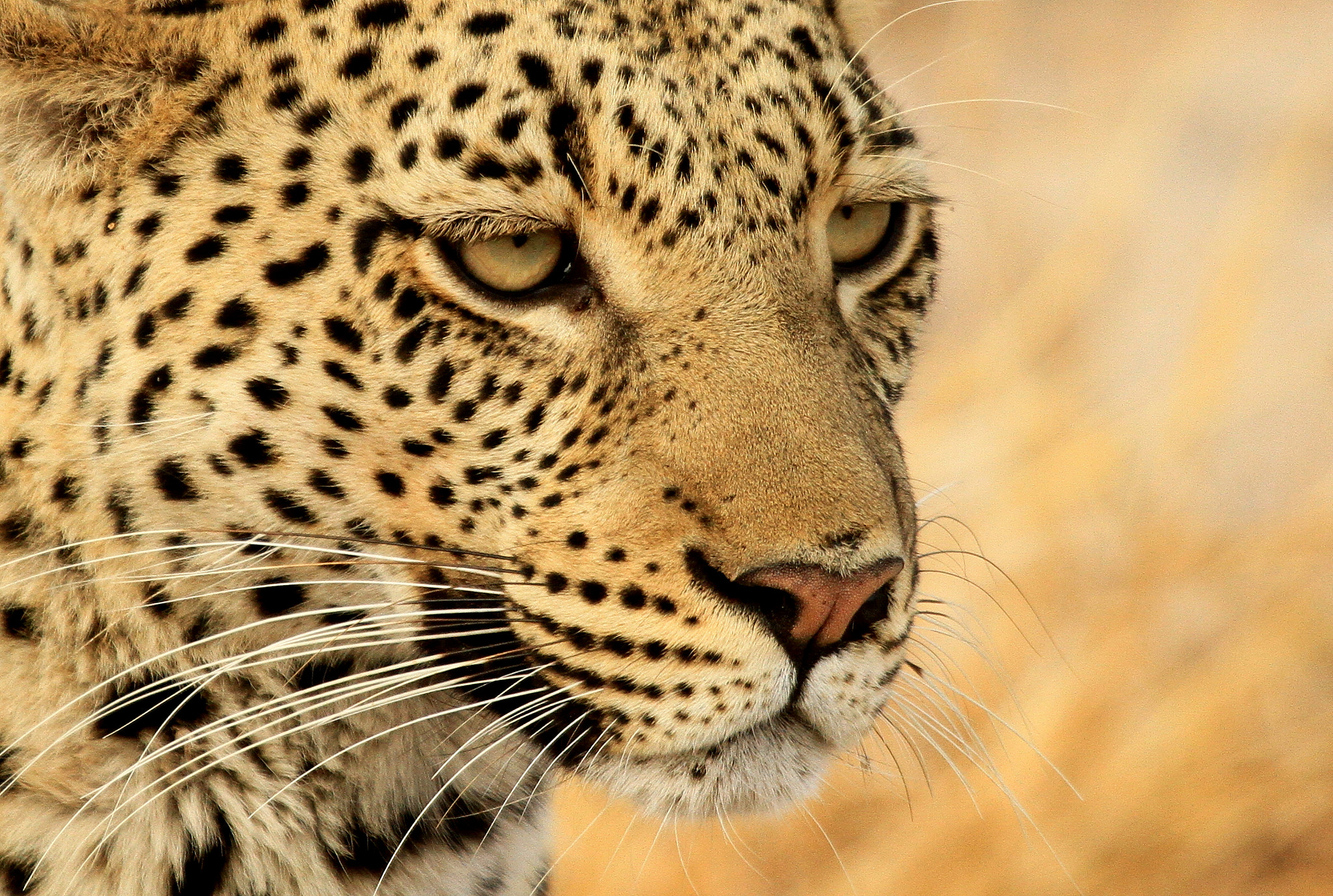 Canon EF 100-400mm F4.5-5.6L IS USM sample photo. Panthera princess photography