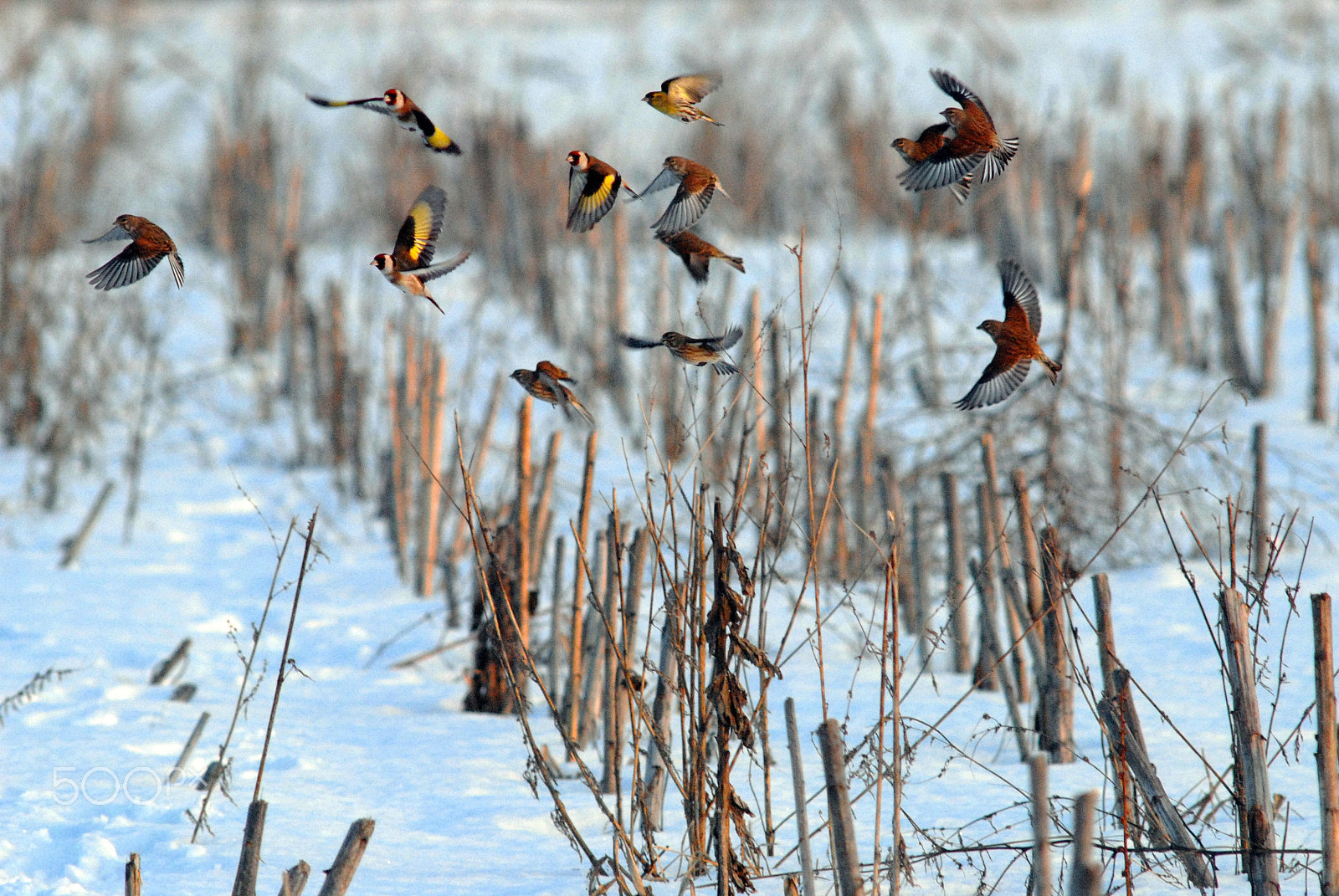 Nikon D200 sample photo. Flock of goldfinch photography