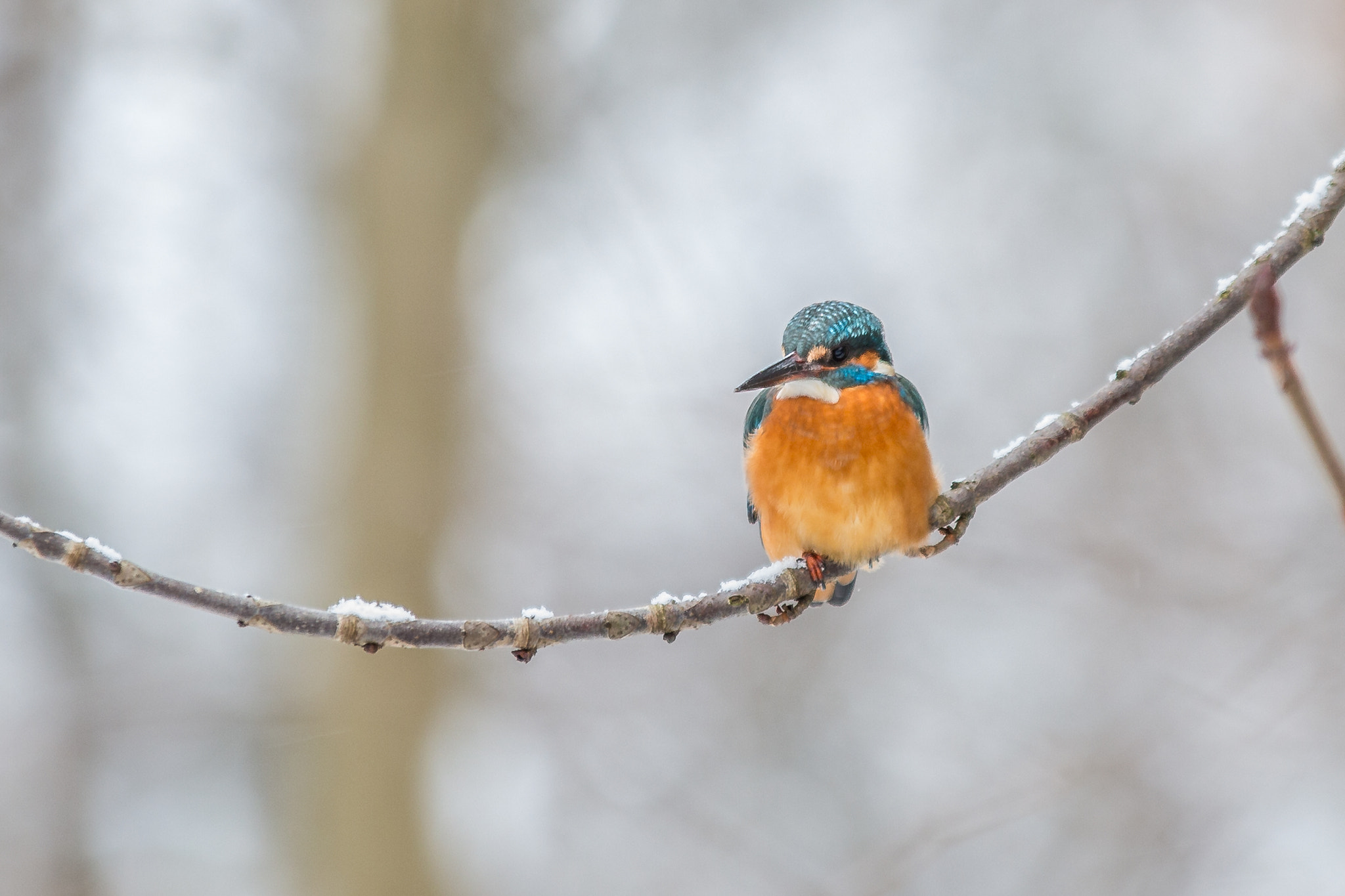 Sigma 70-200mm F2.8 EX DG OS HSM sample photo. Kingfisher photography