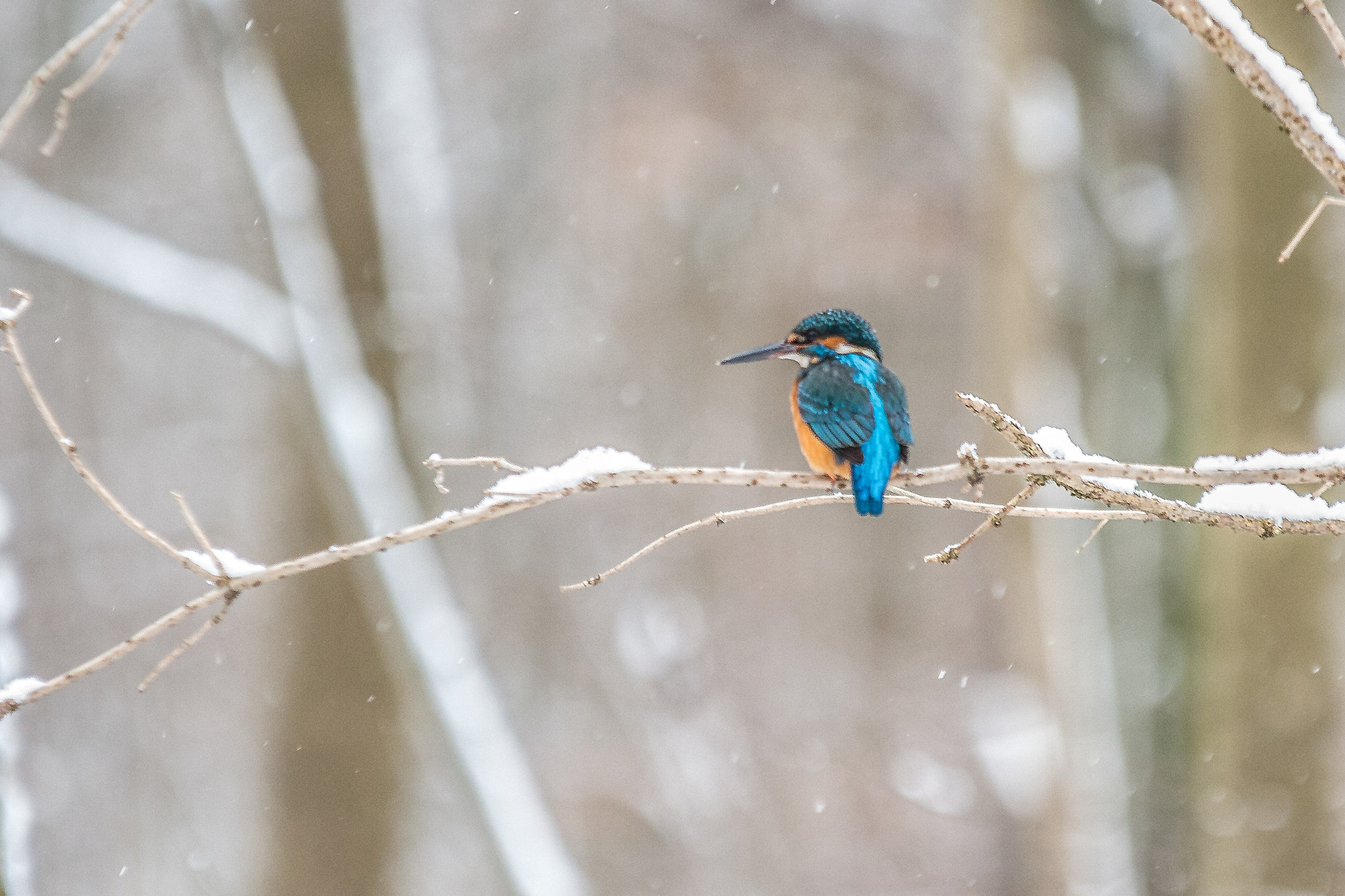 Sigma 70-200mm F2.8 EX DG OS HSM sample photo. Kingfisher photography