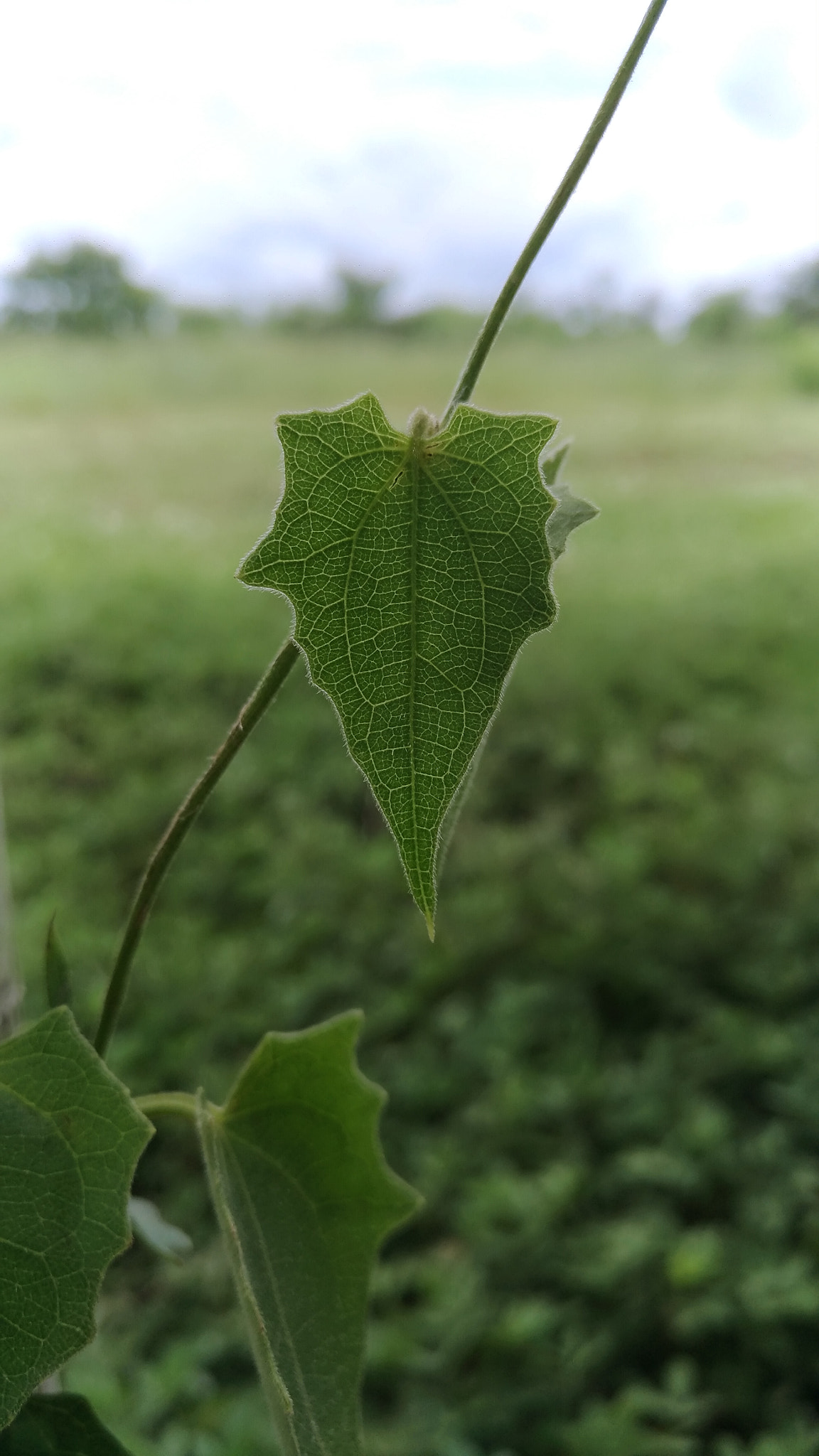 ASUS Z017DC sample photo