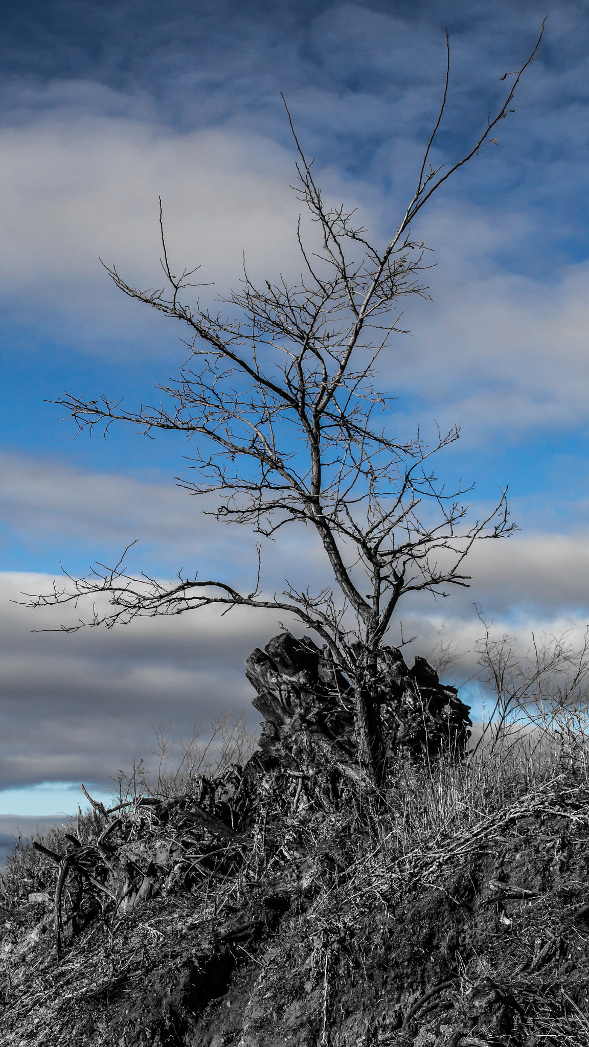 Canon EF-S 18-135mm F3.5-5.6 IS sample photo. Sleeping tree photography