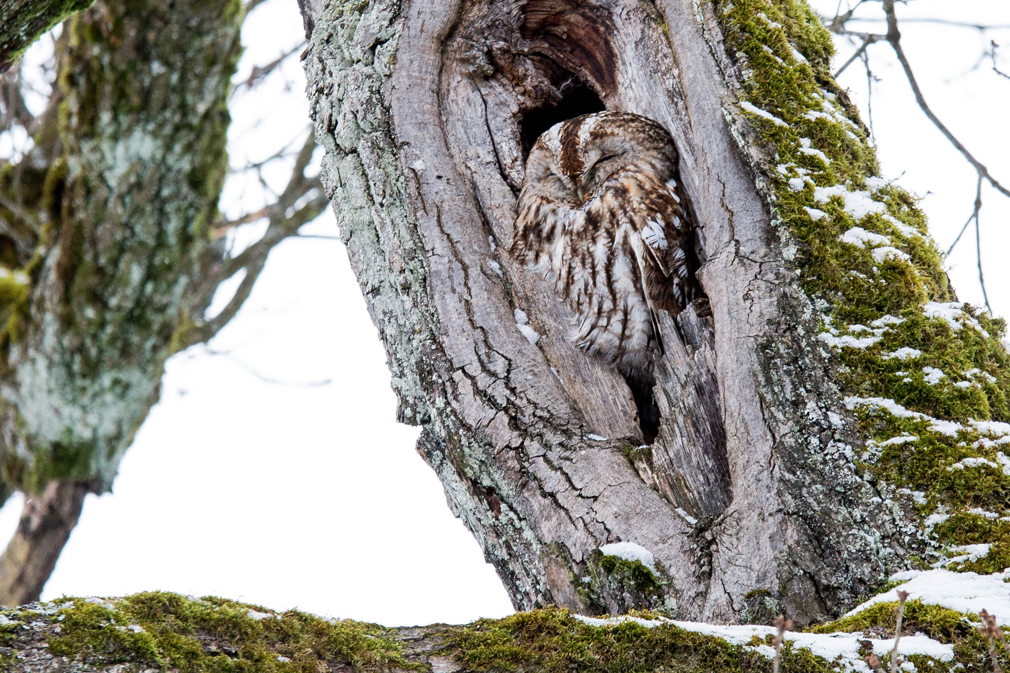 Sigma 70-200mm F2.8 EX DG OS HSM sample photo. Owl photography