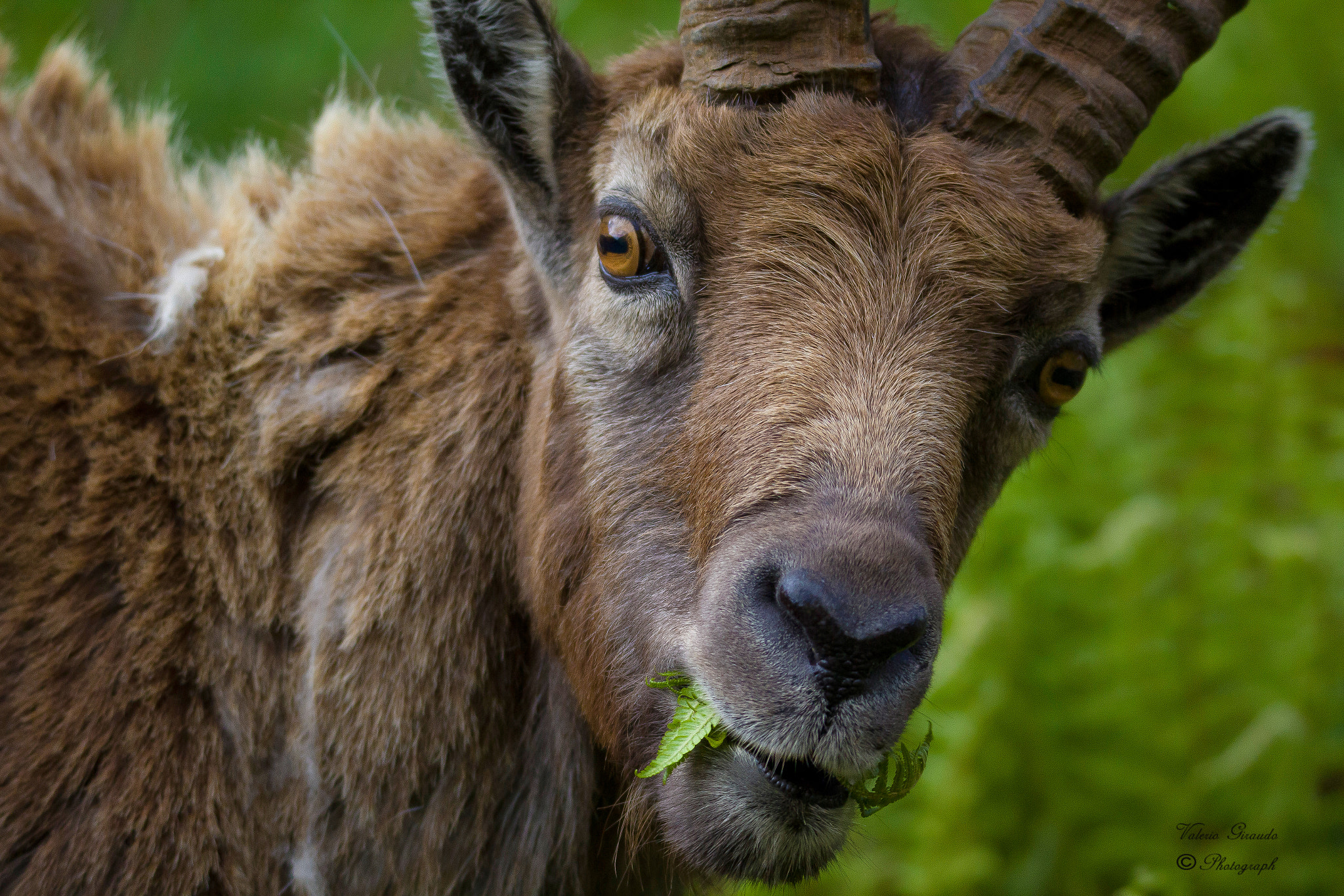 Tamron SP 150-600mm F5-6.3 Di VC USD sample photo. Primopiano  capra ibex (stambecco) photography