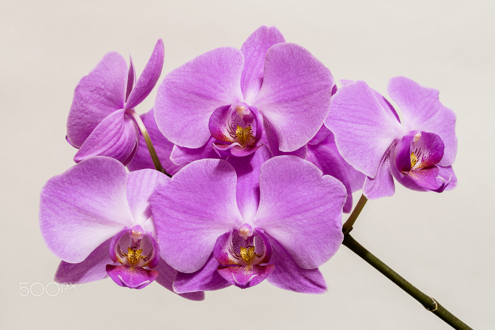 Nikon D810 + Sigma 105mm F2.8 EX DG OS HSM sample photo. Flowers of orchid photography