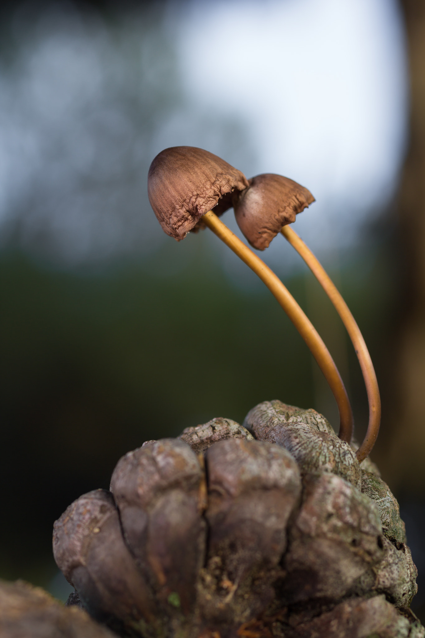 Canon EOS 60D + Sigma 50mm f/2.8 EX sample photo. Mycena seynesii photography