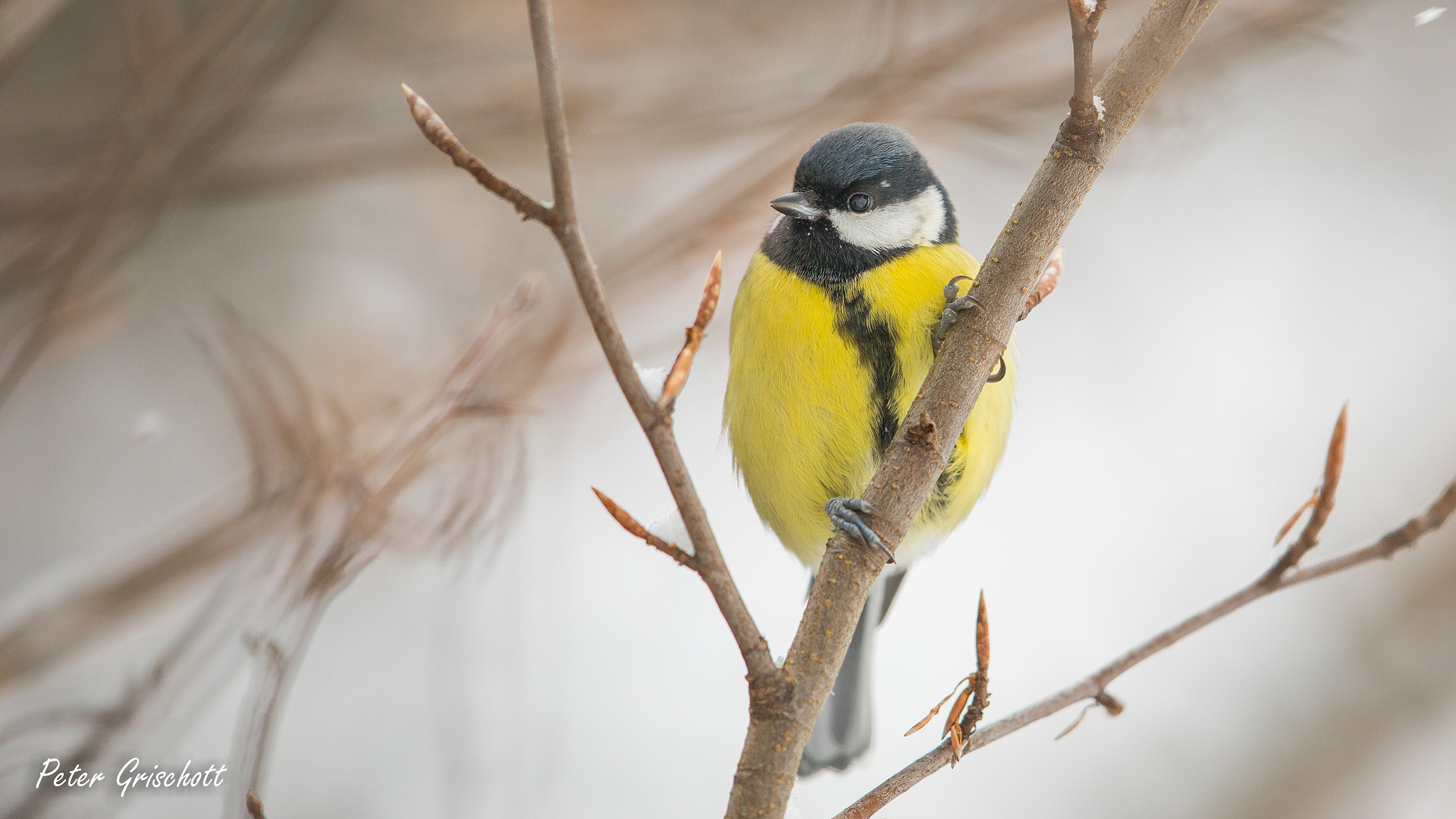 Canon EF 600mm F4L IS II USM sample photo. Parus major photography