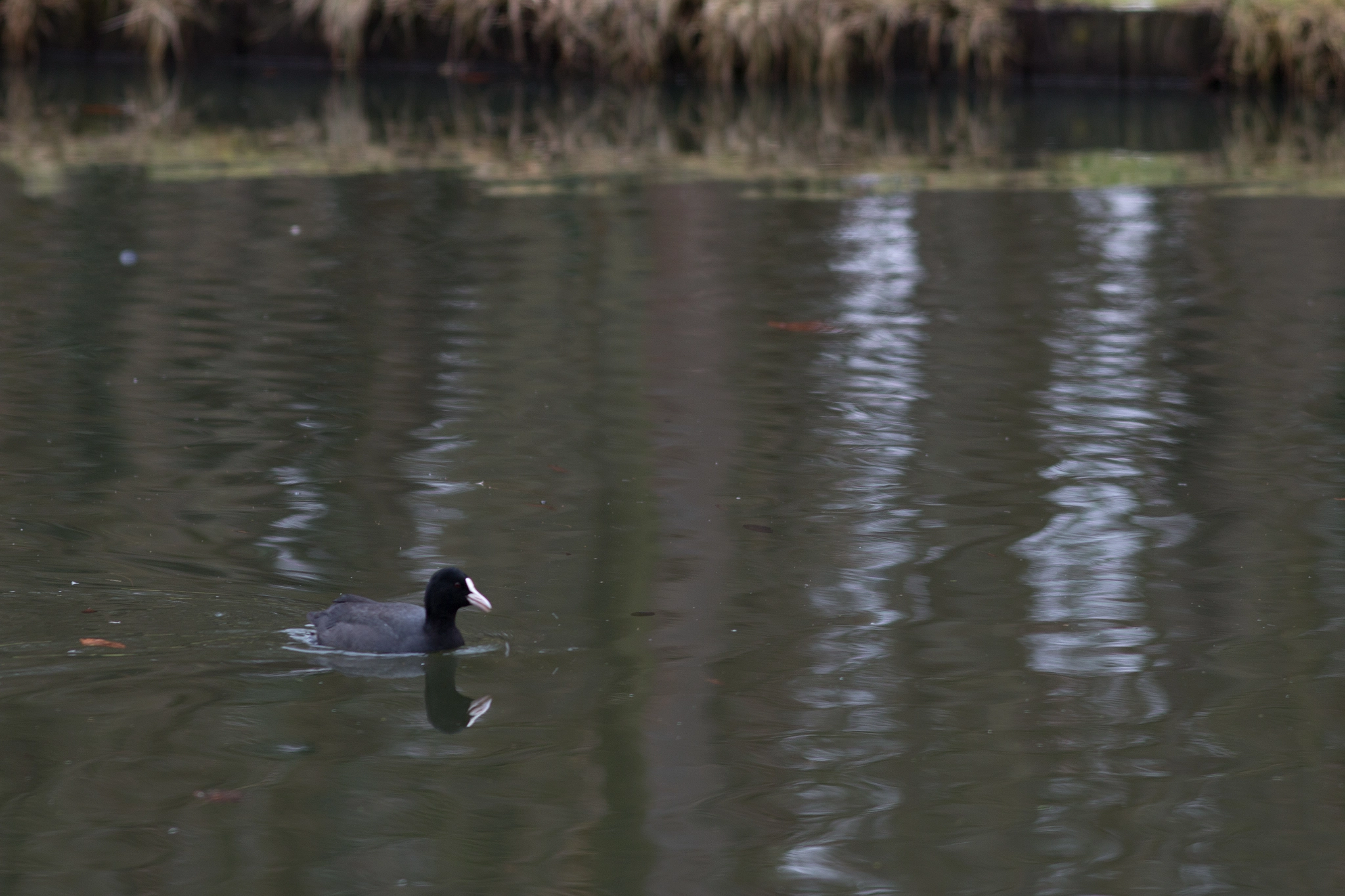 Canon EOS 70D sample photo. Coot photography