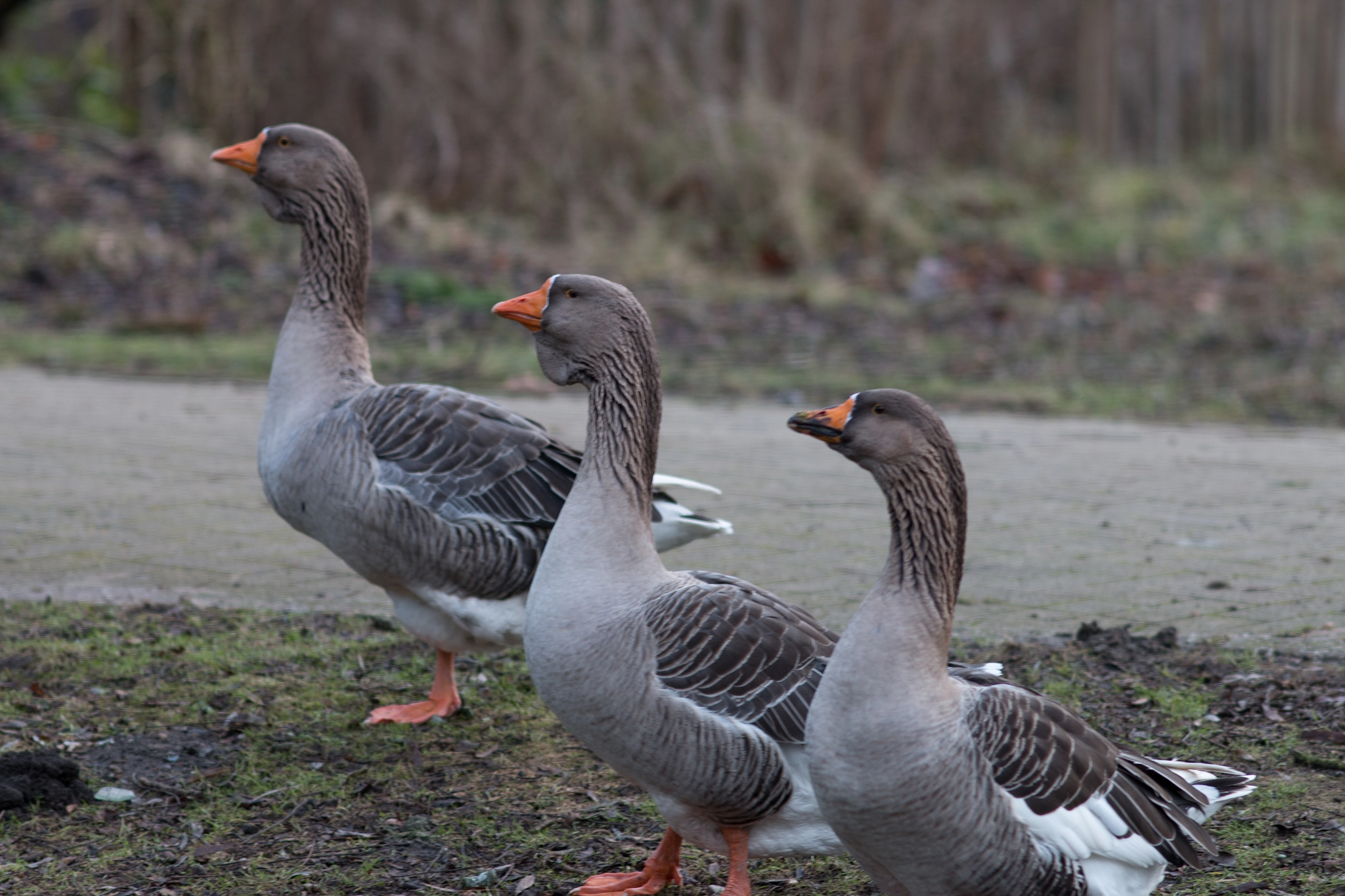 Canon EOS 70D sample photo. Three in a row photography