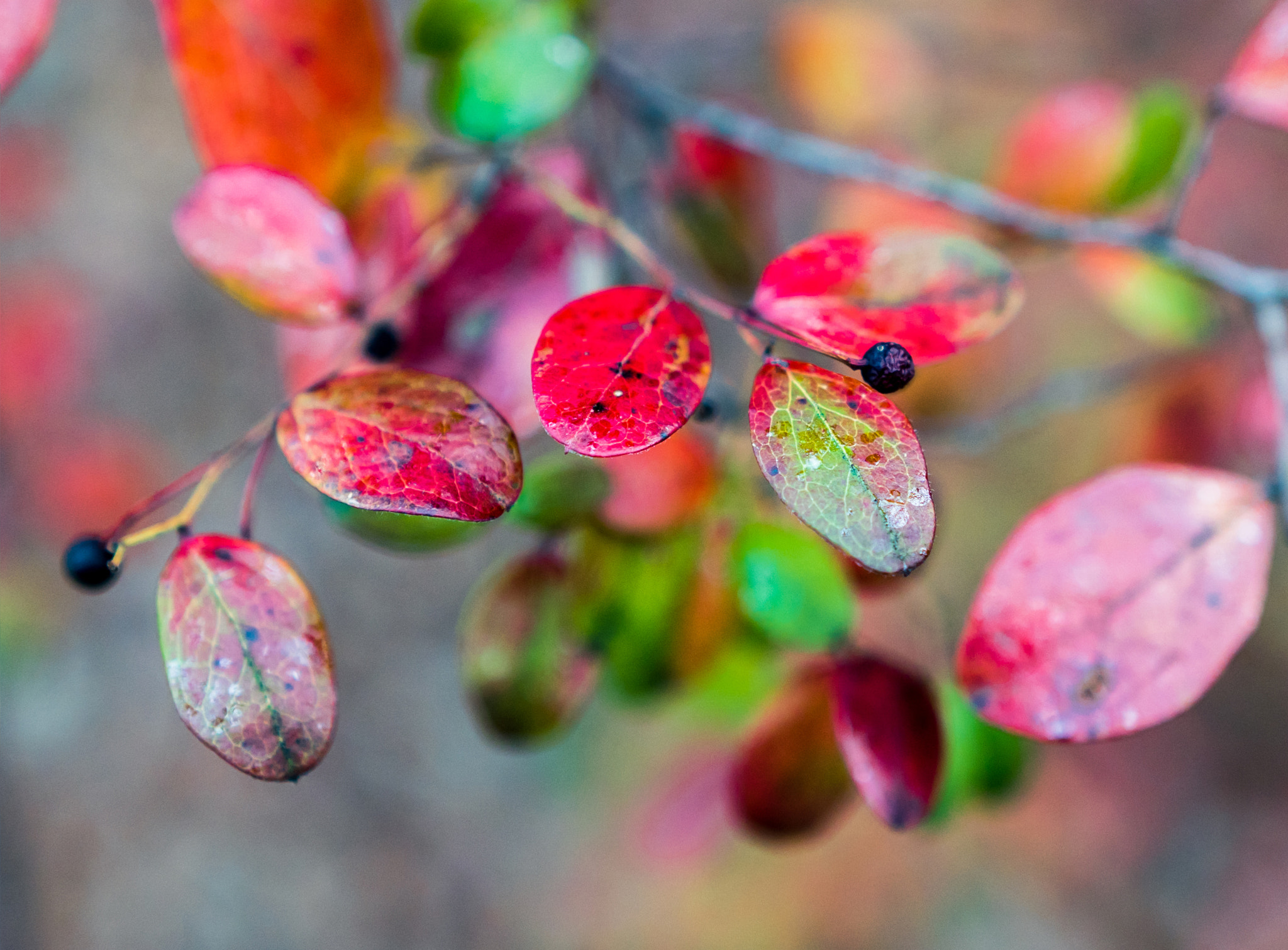 Sony a6300 sample photo. Fall colors photography