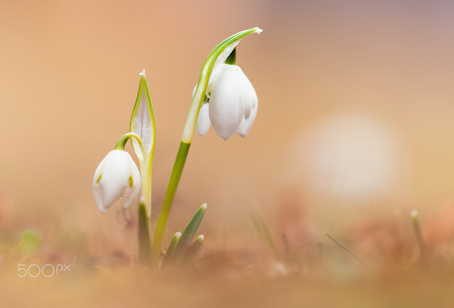 Nikon D300 sample photo. Snowdrops (galanthus nivalis) photography