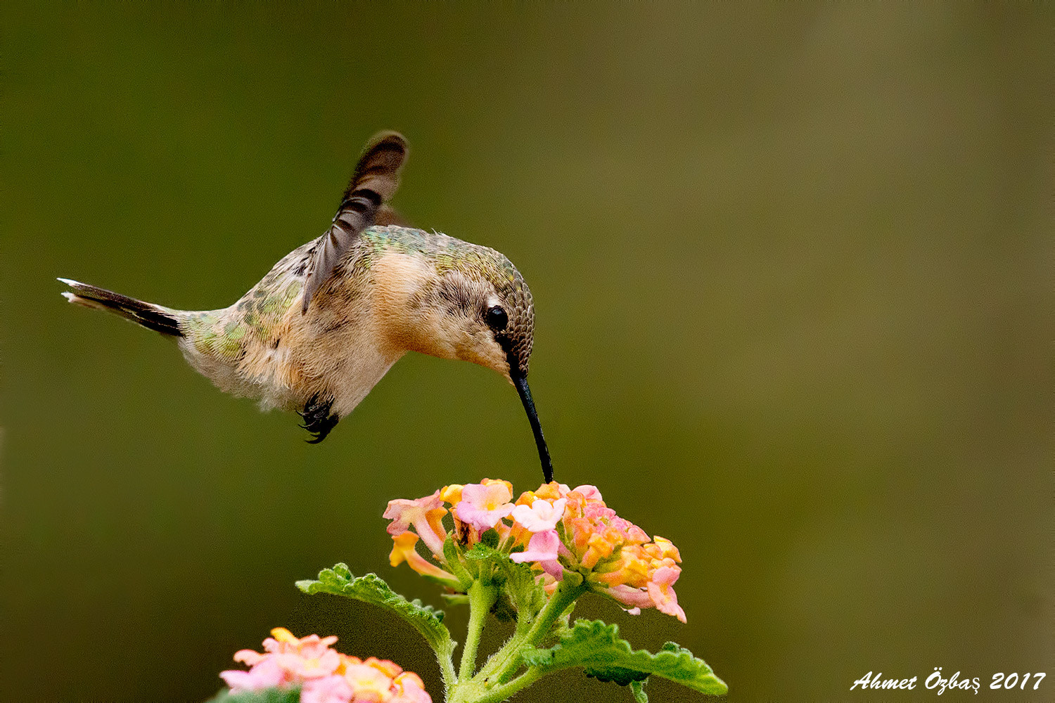 Nikon AF-S Nikkor 200-500mm F5.6E ED VR sample photo. Hummingbird photography