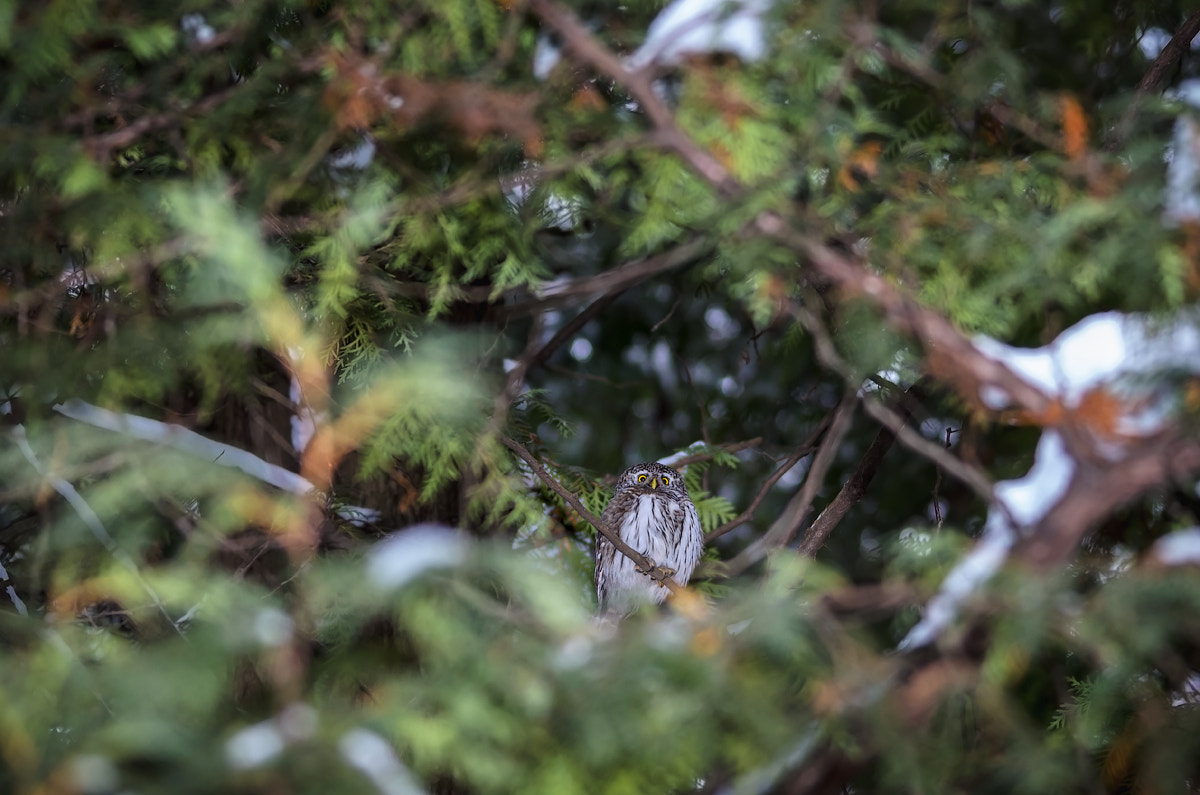 Sigma 150-500mm F5-6.3 DG OS HSM sample photo. Glaucidium passerinum photography