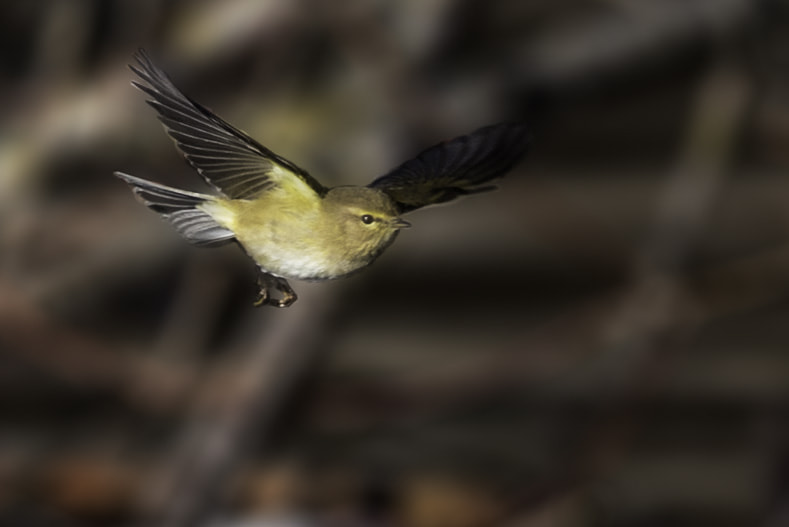 Nikon D750 + Nikon AF-S Nikkor 300mm F4D ED-IF sample photo. Omaggio a modugno photography