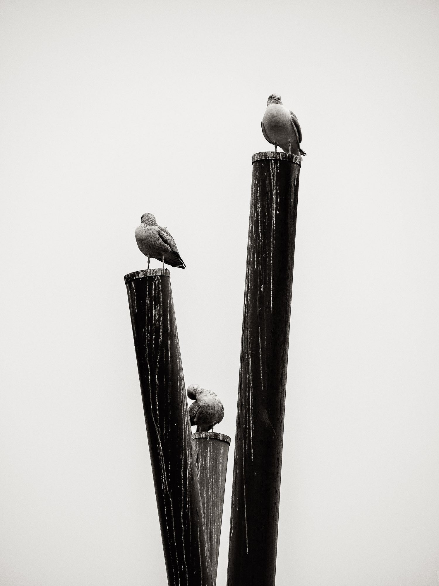 Olympus OM-D E-M5 II sample photo. For each bird a perch photography