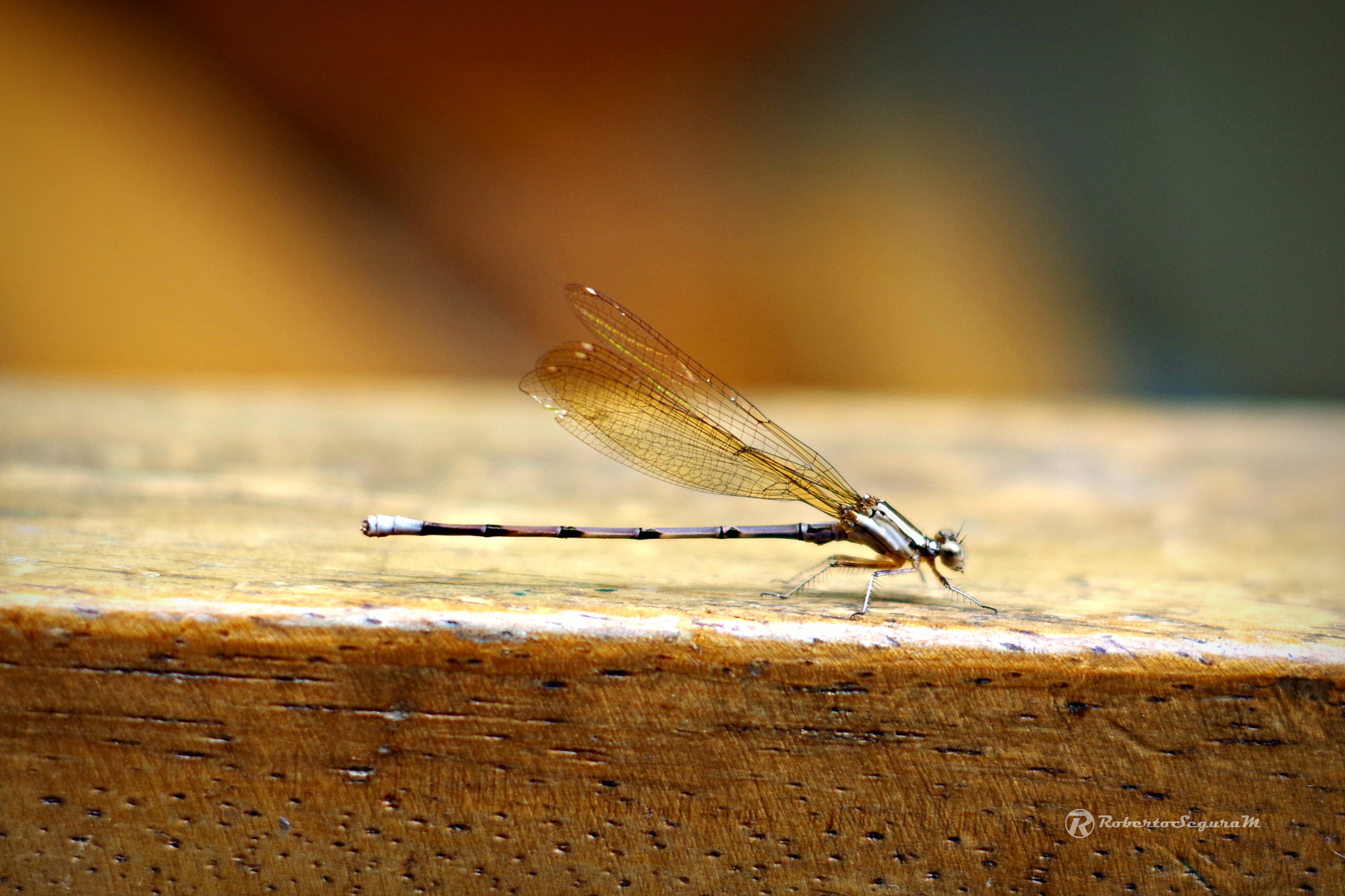 Pentax K-S2 + Pentax smc DA 50mm F1.8 sample photo. La lula de libe photography