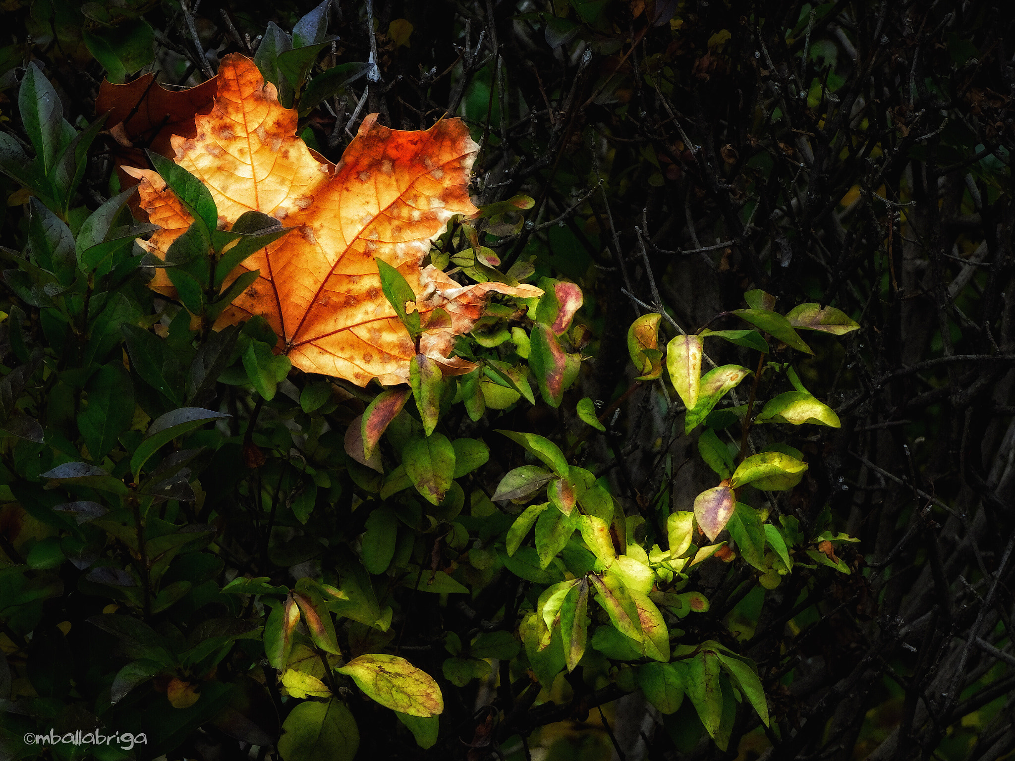 Sony DSC-HX90 sample photo. Ocher and green photography