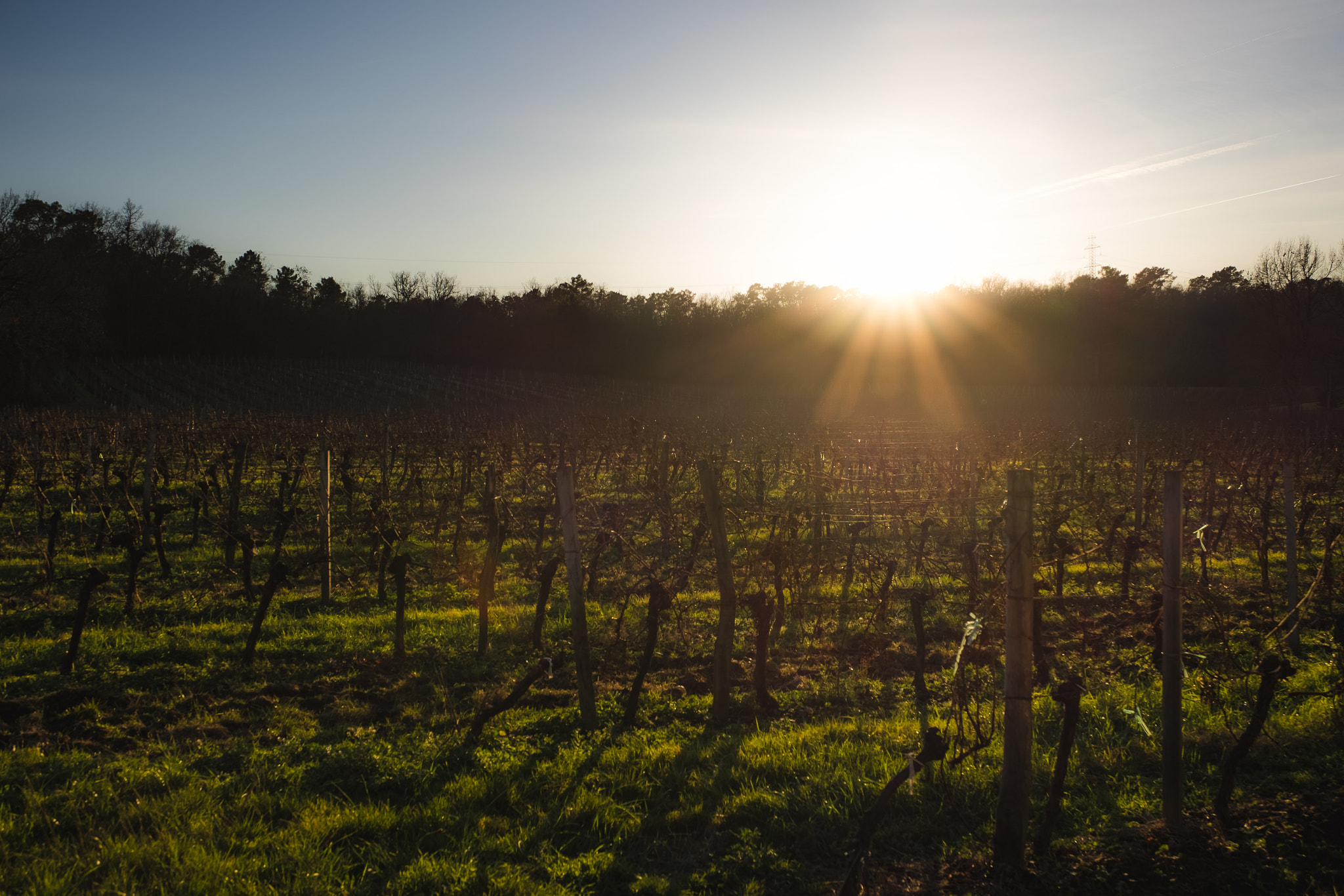 Fujifilm X-T10 + Fujifilm XF 16-55mm F2.8 R LM WR sample photo. Vignobles photography