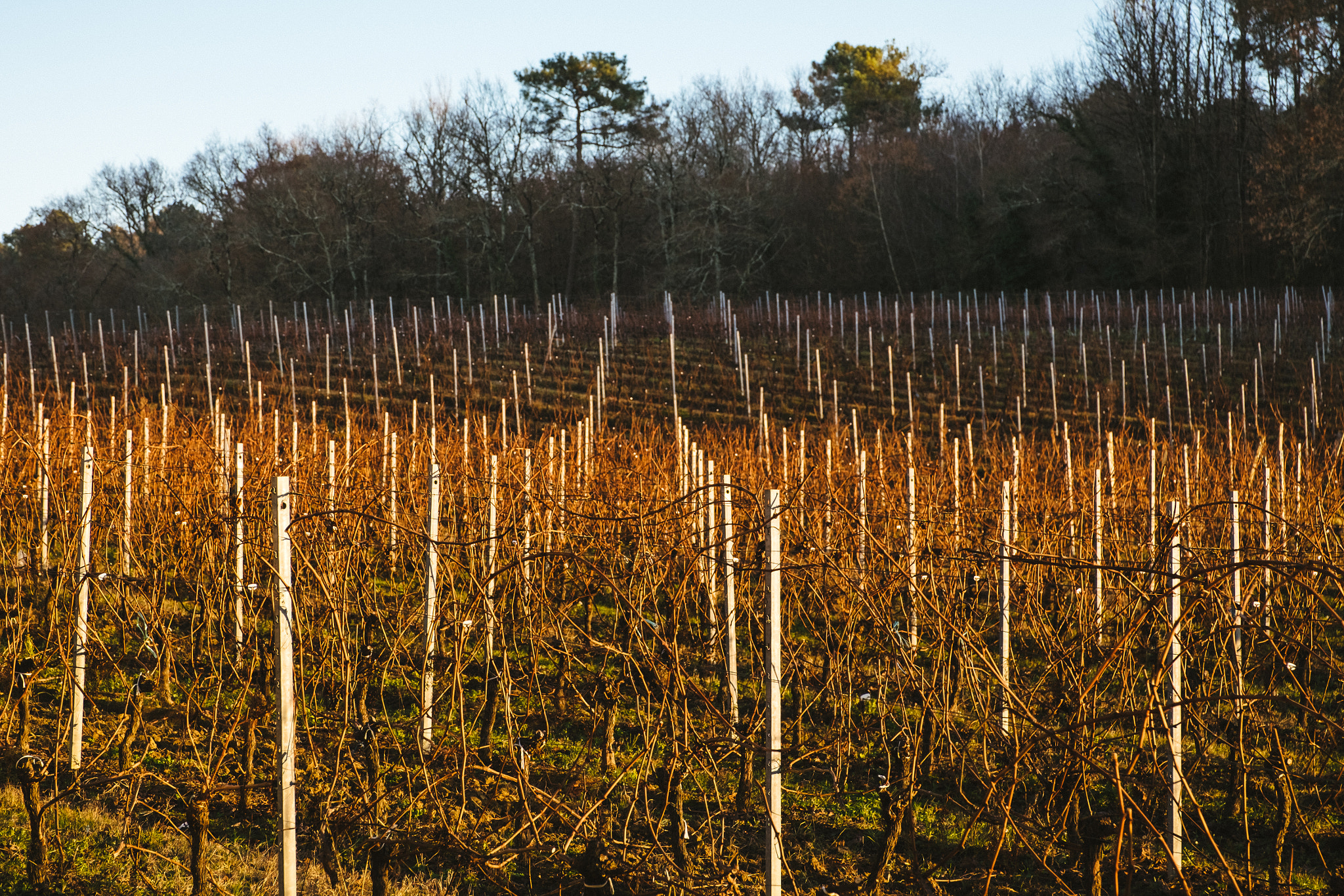 Fujifilm X-T10 + Fujifilm XF 16-55mm F2.8 R LM WR sample photo. Vignobles photography