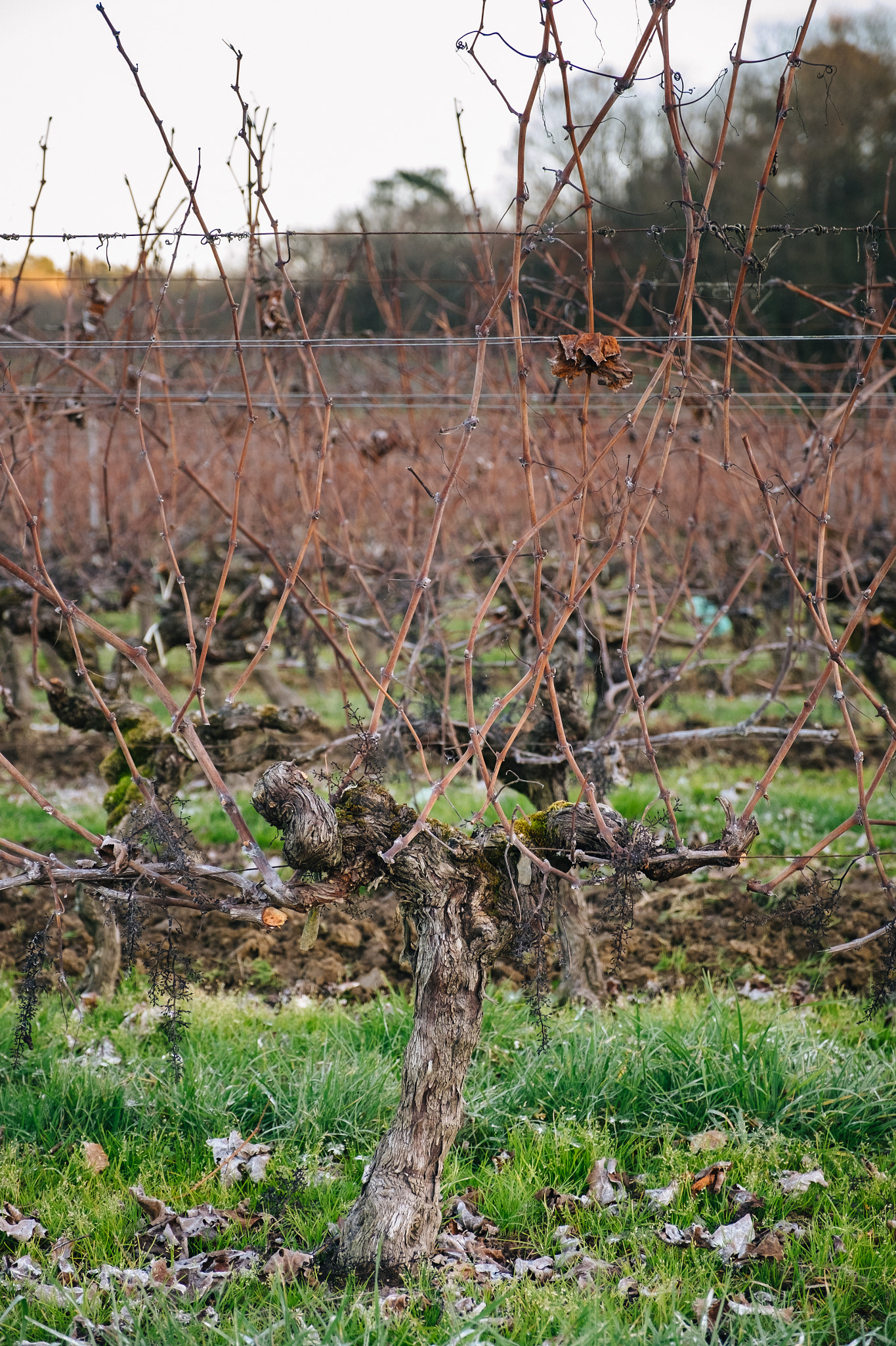 Fujifilm X-T10 + Fujifilm XF 16-55mm F2.8 R LM WR sample photo. Vignobles photography