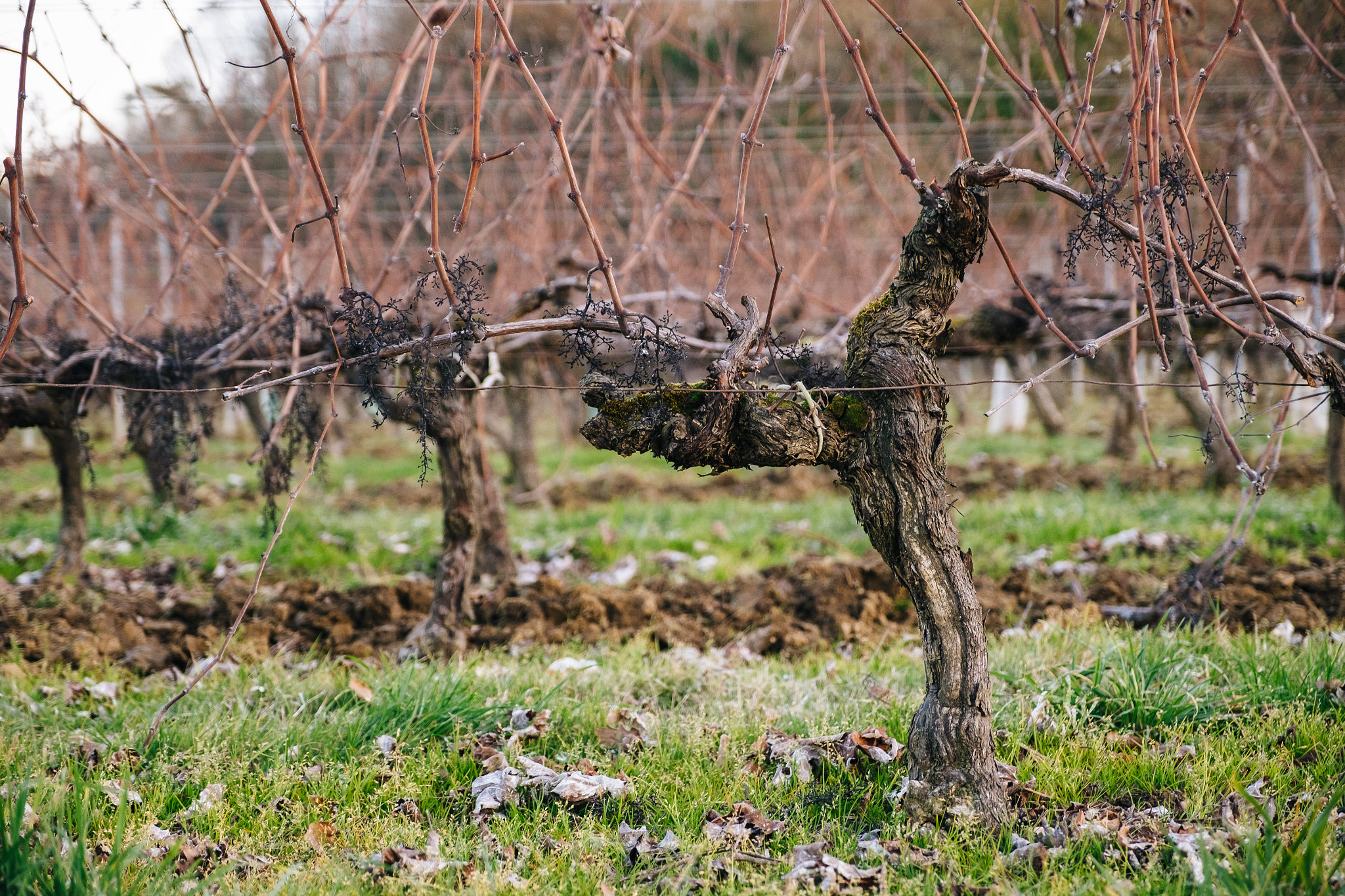 Fujifilm X-T10 + Fujifilm XF 16-55mm F2.8 R LM WR sample photo. Vignobles photography