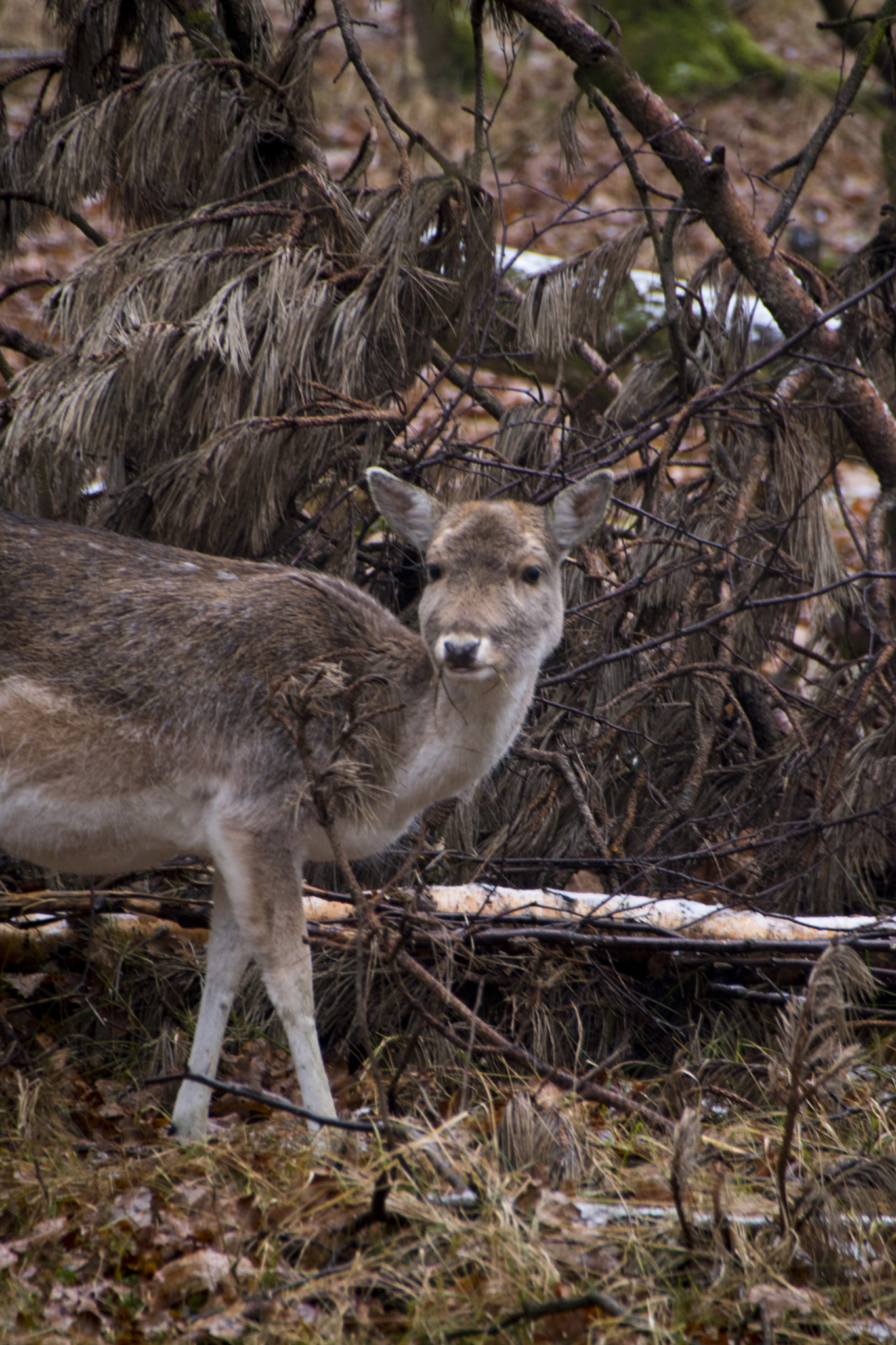 Sigma 18-250mm F3.5-6.3 DC Macro OS HSM sample photo. Deer watching to somewhere photography