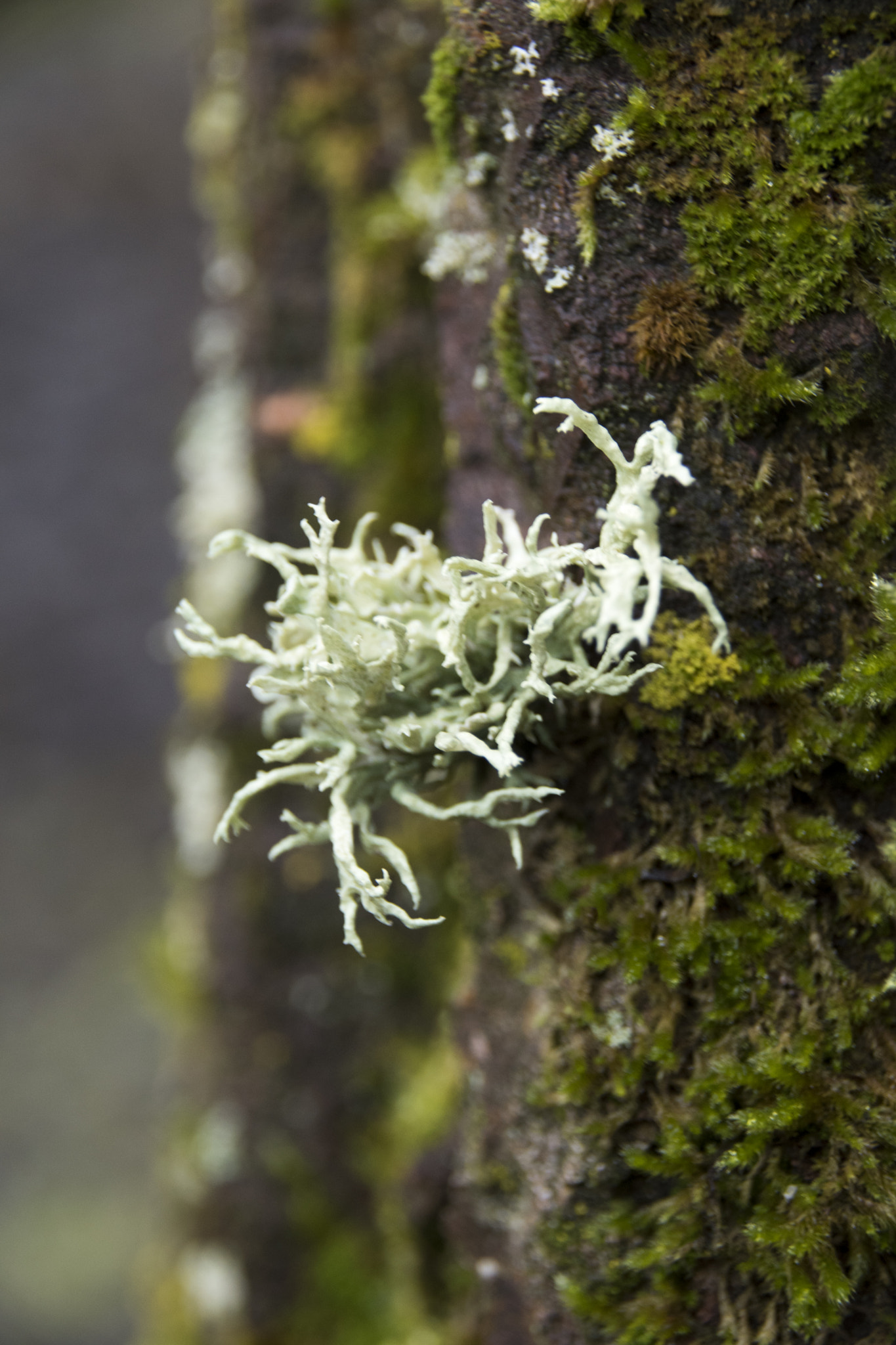 Sigma 18-250mm F3.5-6.3 DC Macro OS HSM sample photo. Green moss photography