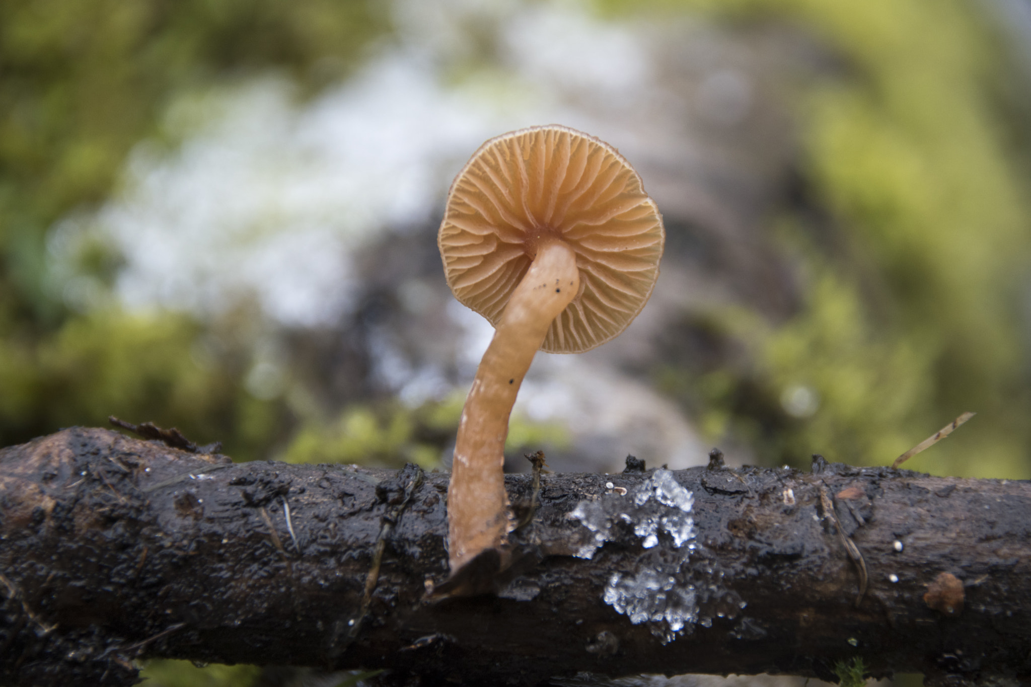 Sigma 18-250mm F3.5-6.3 DC Macro OS HSM sample photo. Mushroom with a bit snow photography