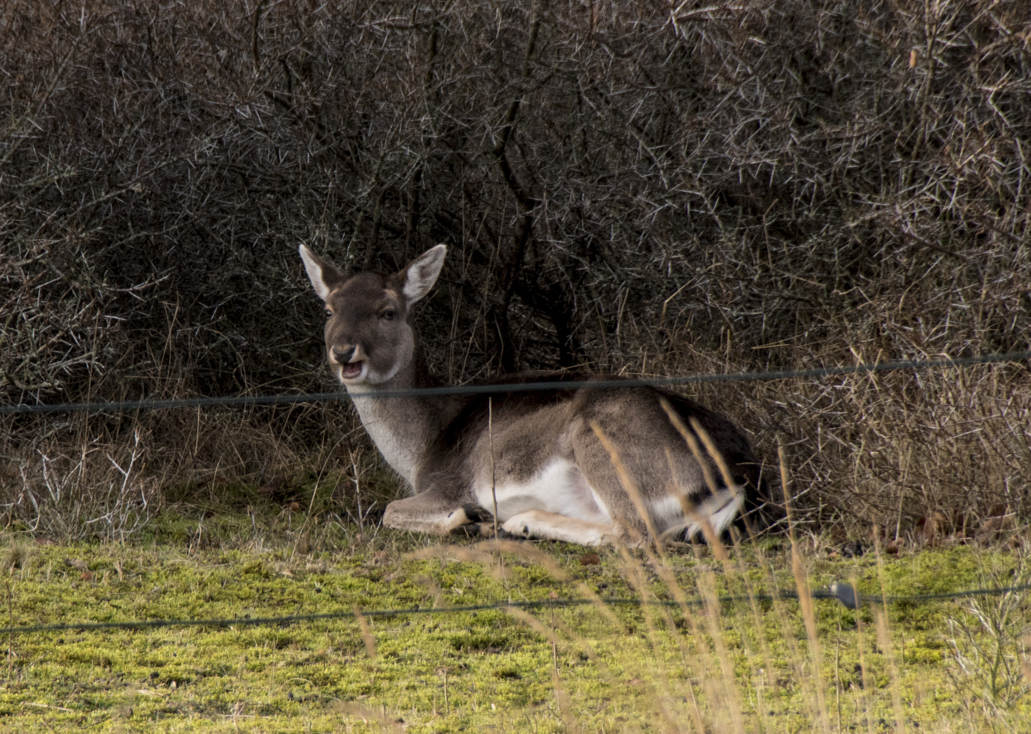 Nikon D5500 + Sigma 18-250mm F3.5-6.3 DC Macro OS HSM sample photo. Hey i see you! deer lying in the grass. photography