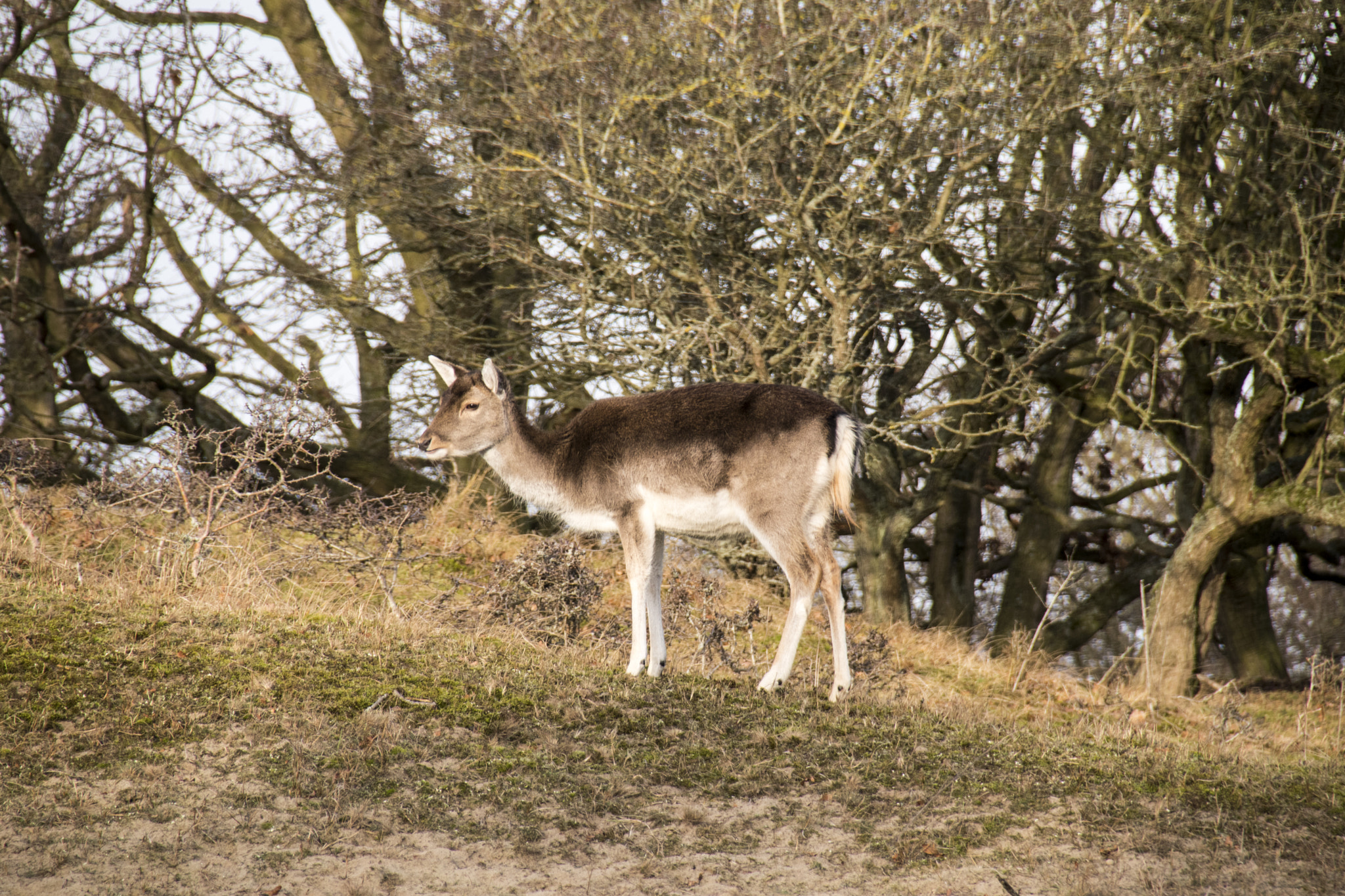 Sigma 18-250mm F3.5-6.3 DC Macro OS HSM sample photo. Deer on top off a dune. photography