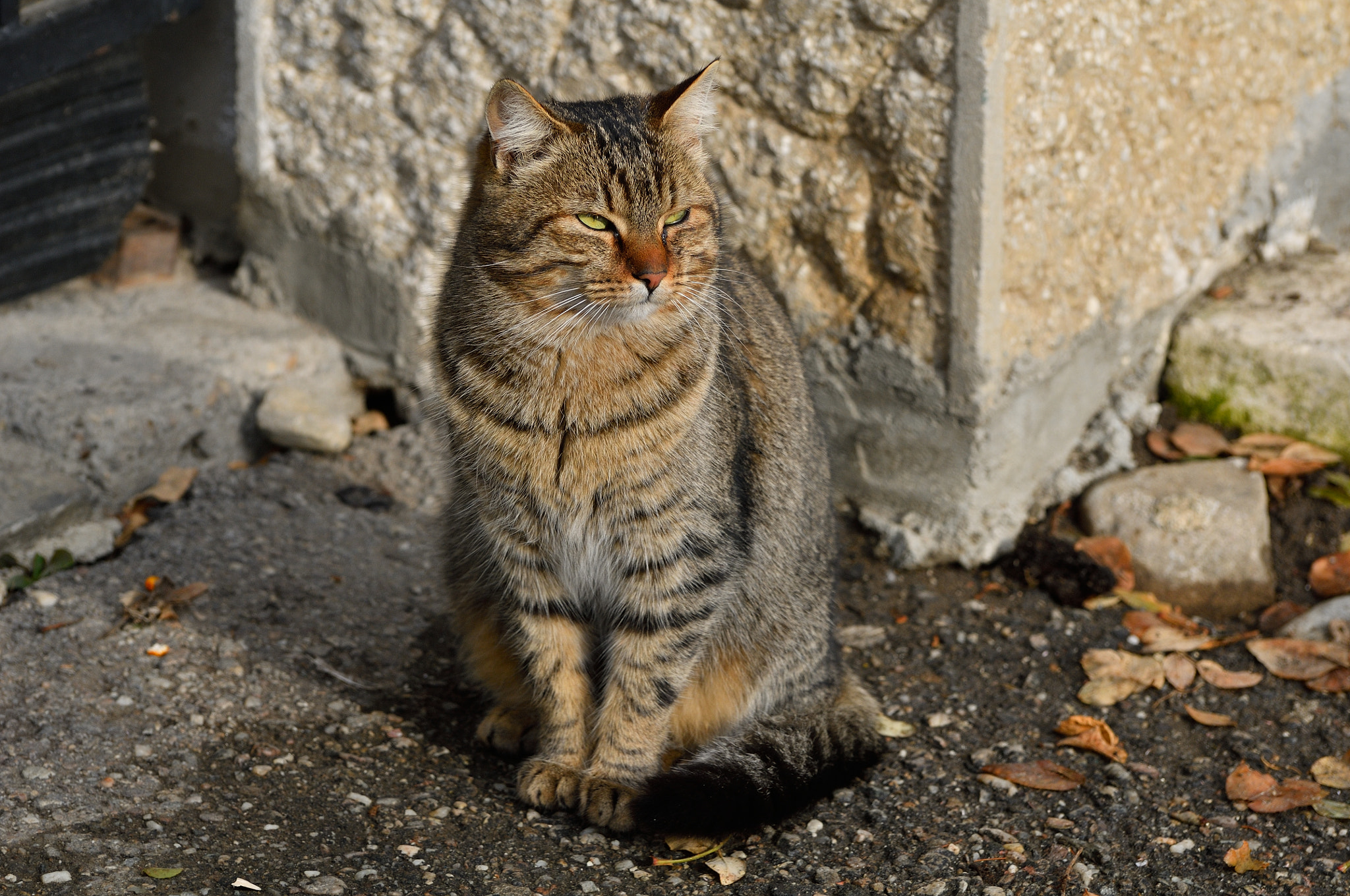 Nikon D300S sample photo. Mer photography