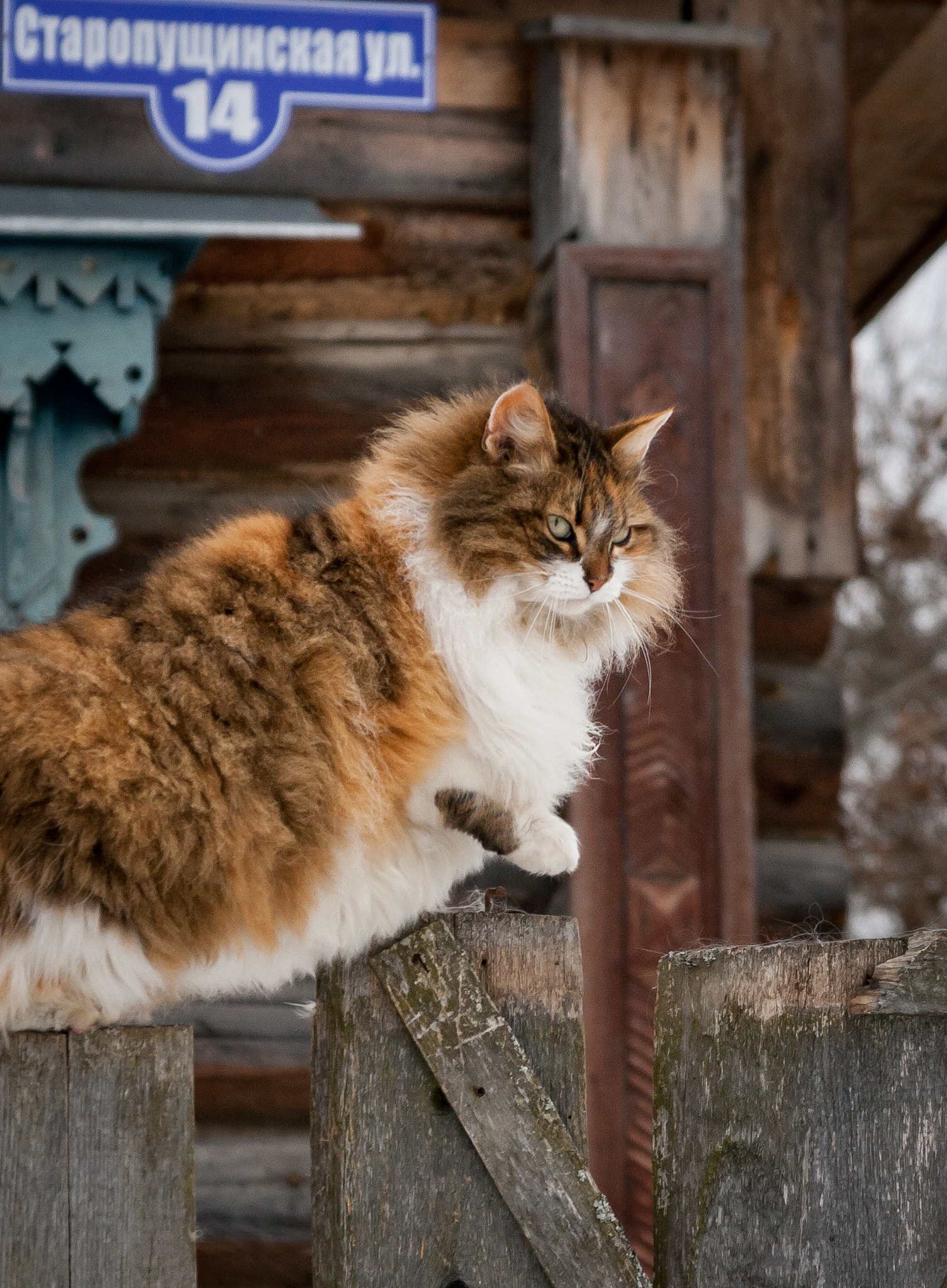 Sigma 17-70mm F2.8-4 DC Macro OS HSM sample photo. Fluffy grace | Грация photography