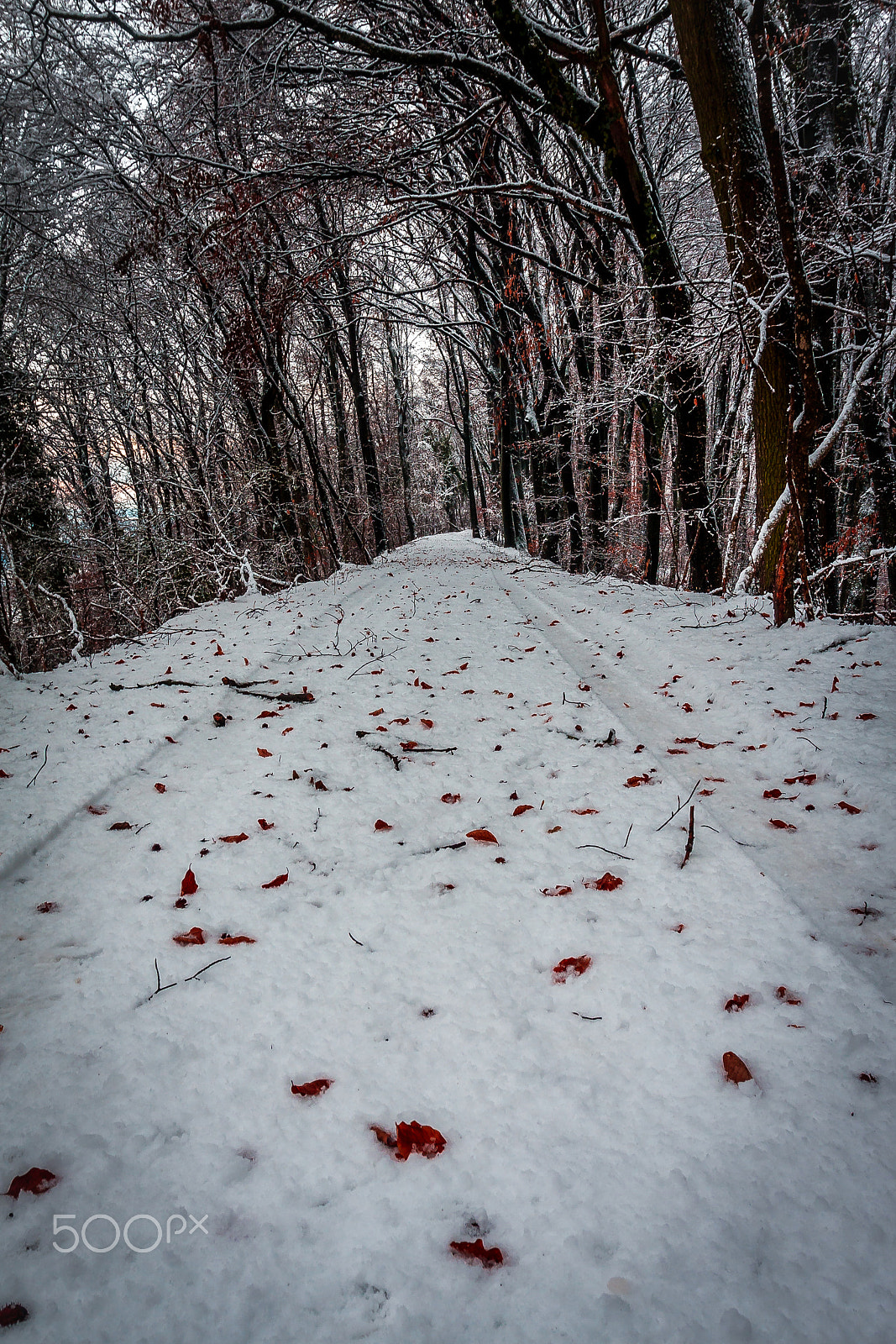 Canon EOS 40D + Canon EF 17-40mm F4L USM sample photo. Winter road photography