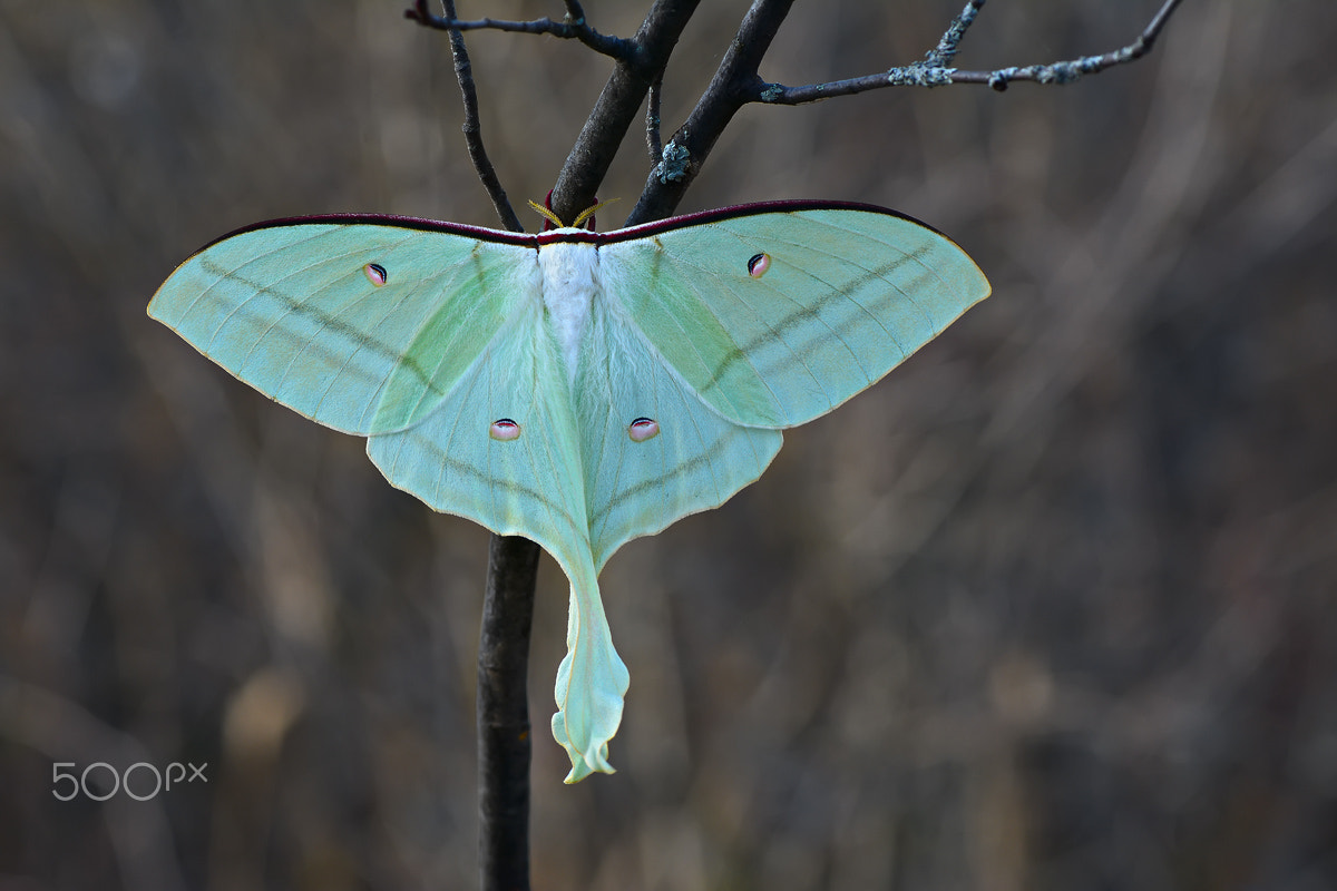 Nikon AF-S Nikkor 200-400mm F4G ED-IF VR sample photo. The indian moon moth photography