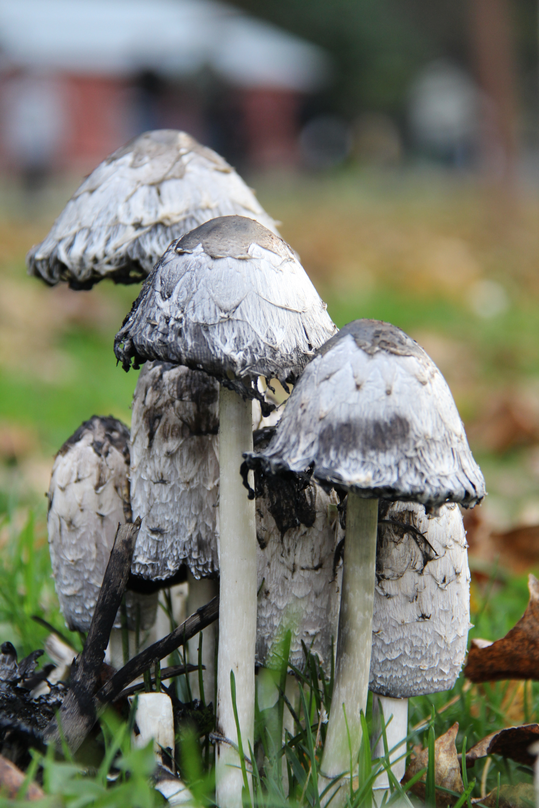 Canon EF-S 18-200mm F3.5-5.6 IS sample photo. Cool mushrooms in skagway, alaska photography