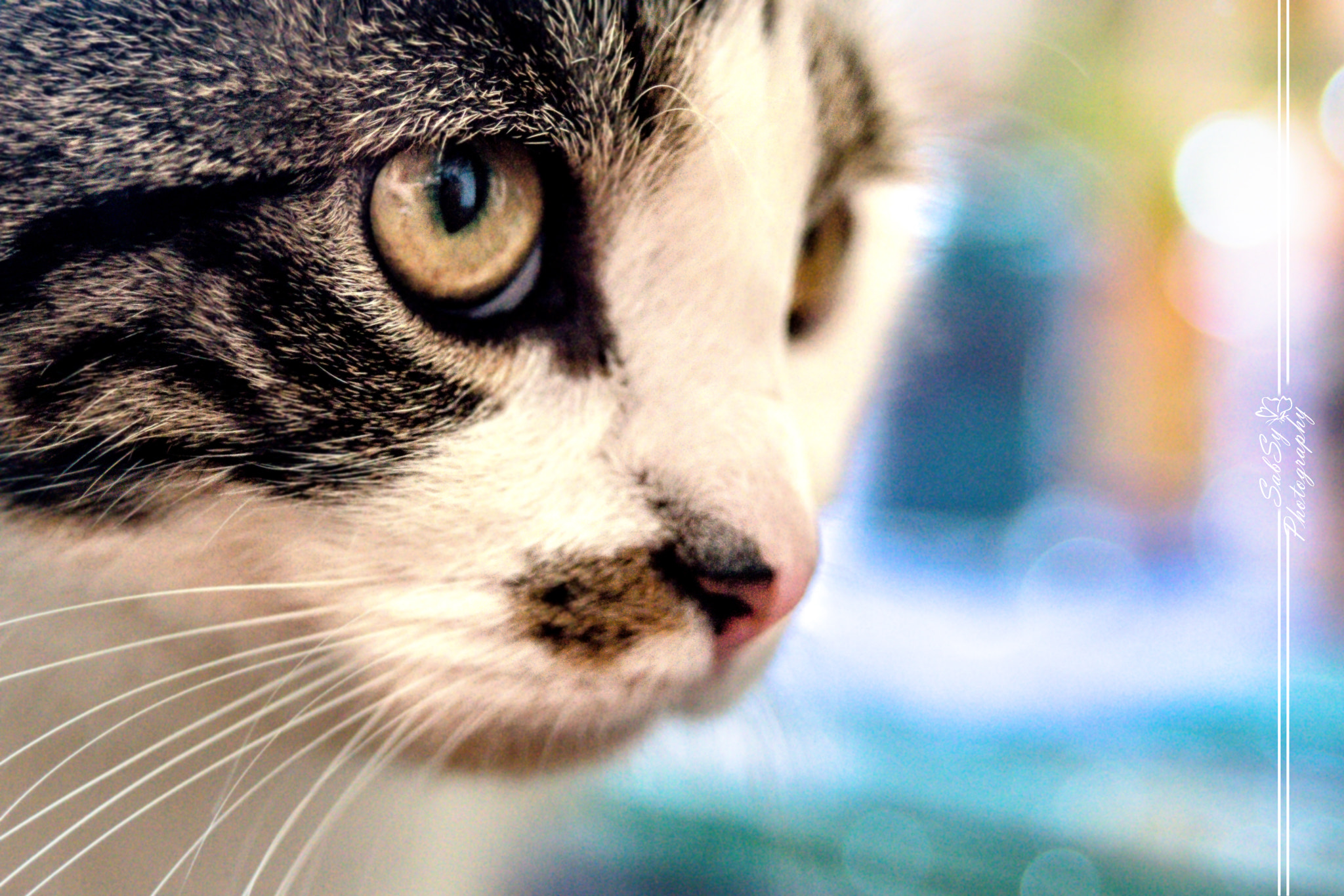35-70mm F4 sample photo. Wz photography
