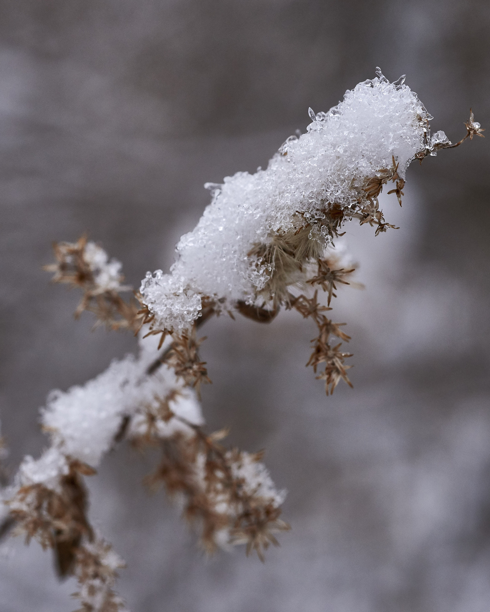 Nikon D610 sample photo. Snow covered plant photography