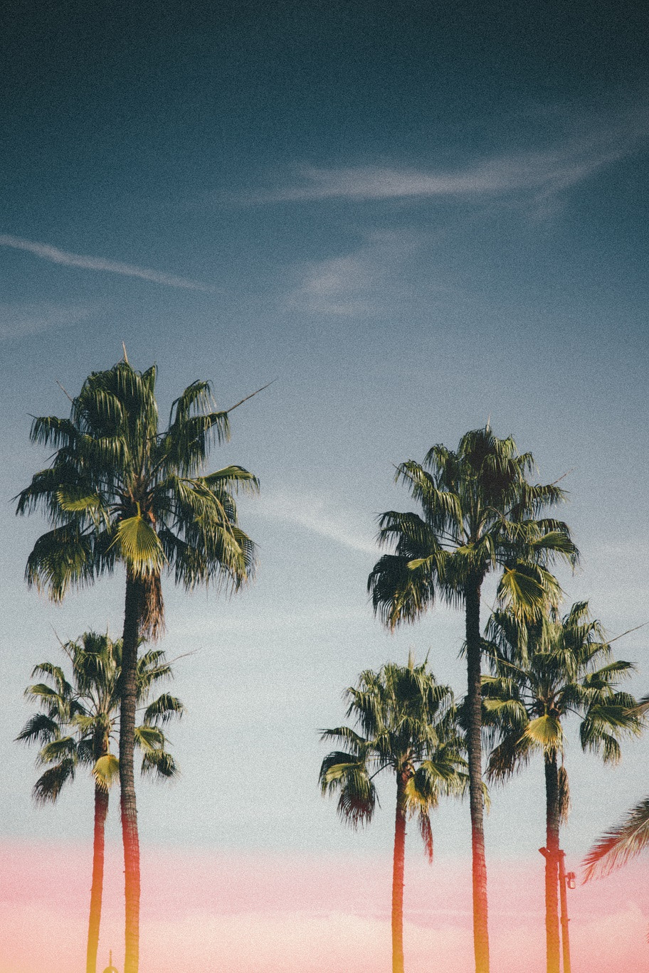 Canon EF 35-135mm f/4-5.6 USM sample photo. Palm trees photography