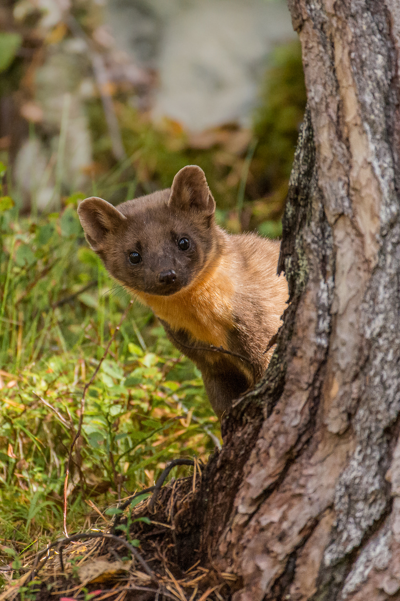 Nikon D800 + Nikon AF-S Nikkor 200-400mm F4G ED-IF VR sample photo. Pine marten / baummarder photography